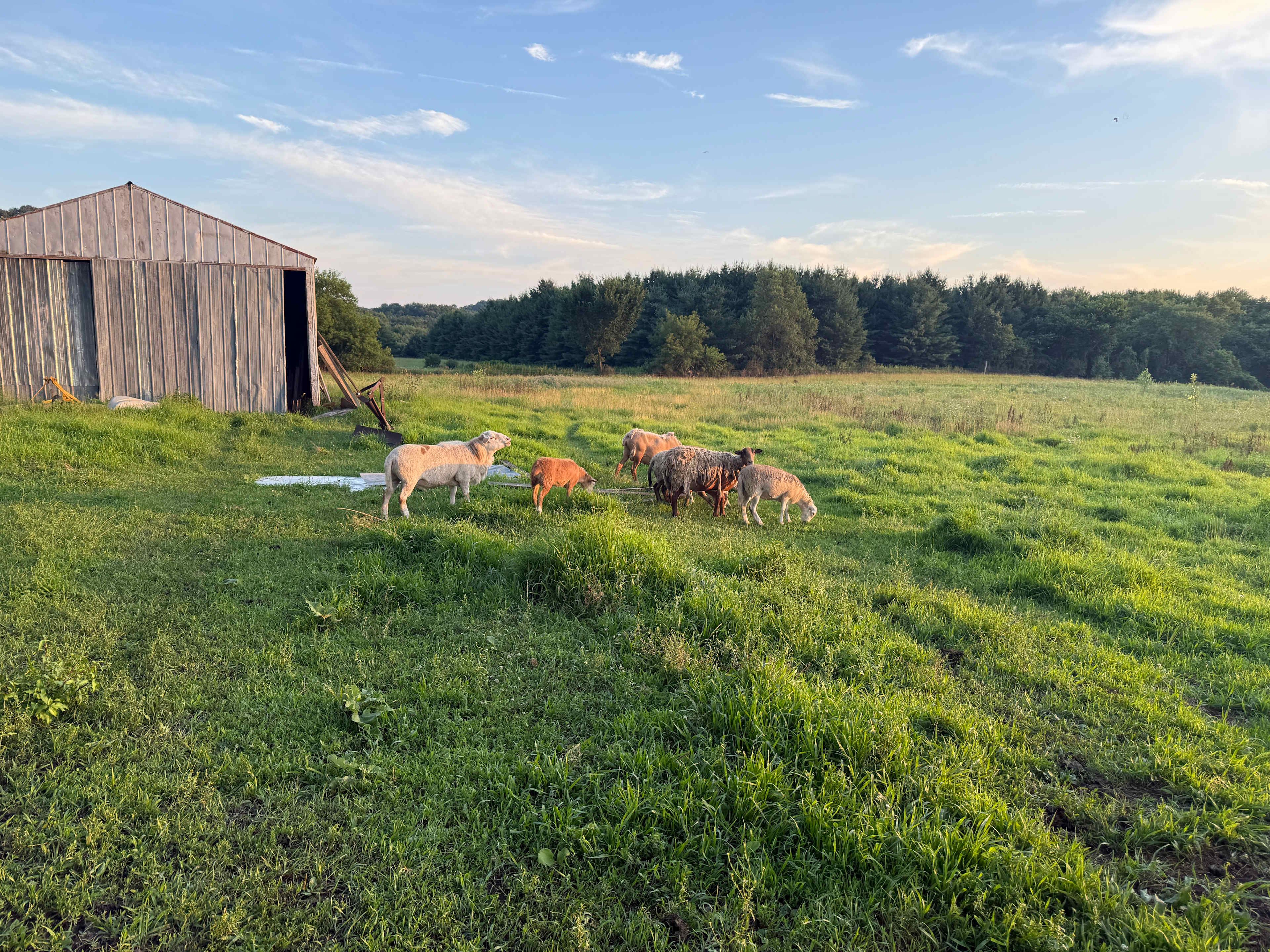 Finally A Farm