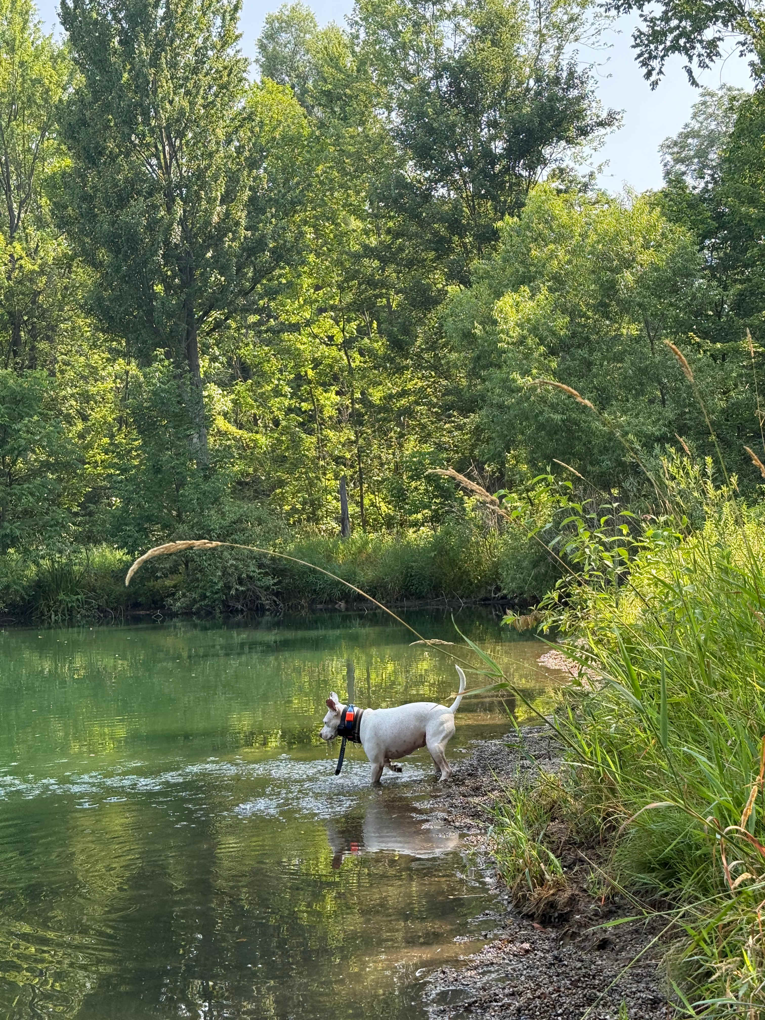 Bunny searching for frogs