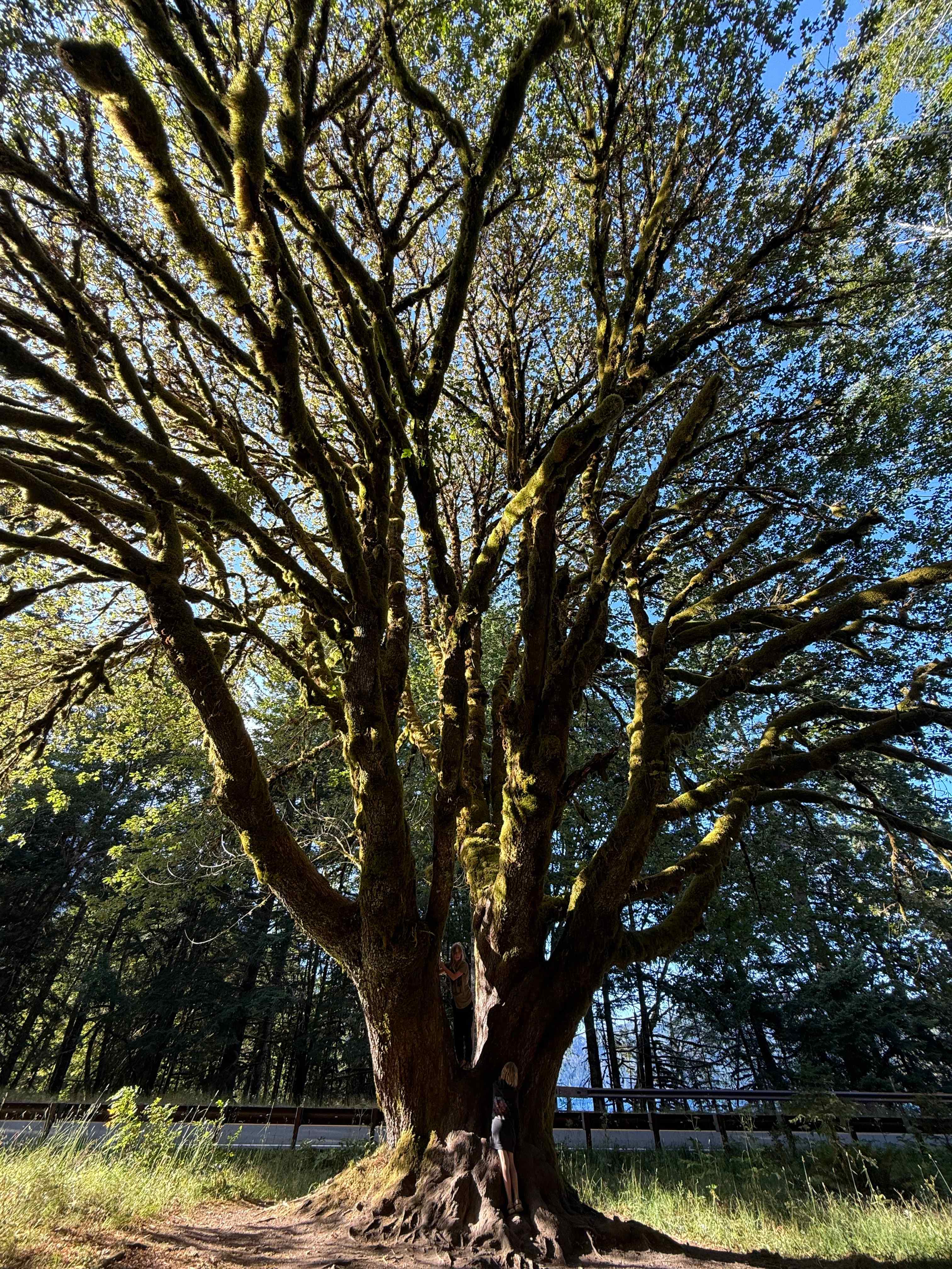 Tree at Marymere Falls/Crescent Lake