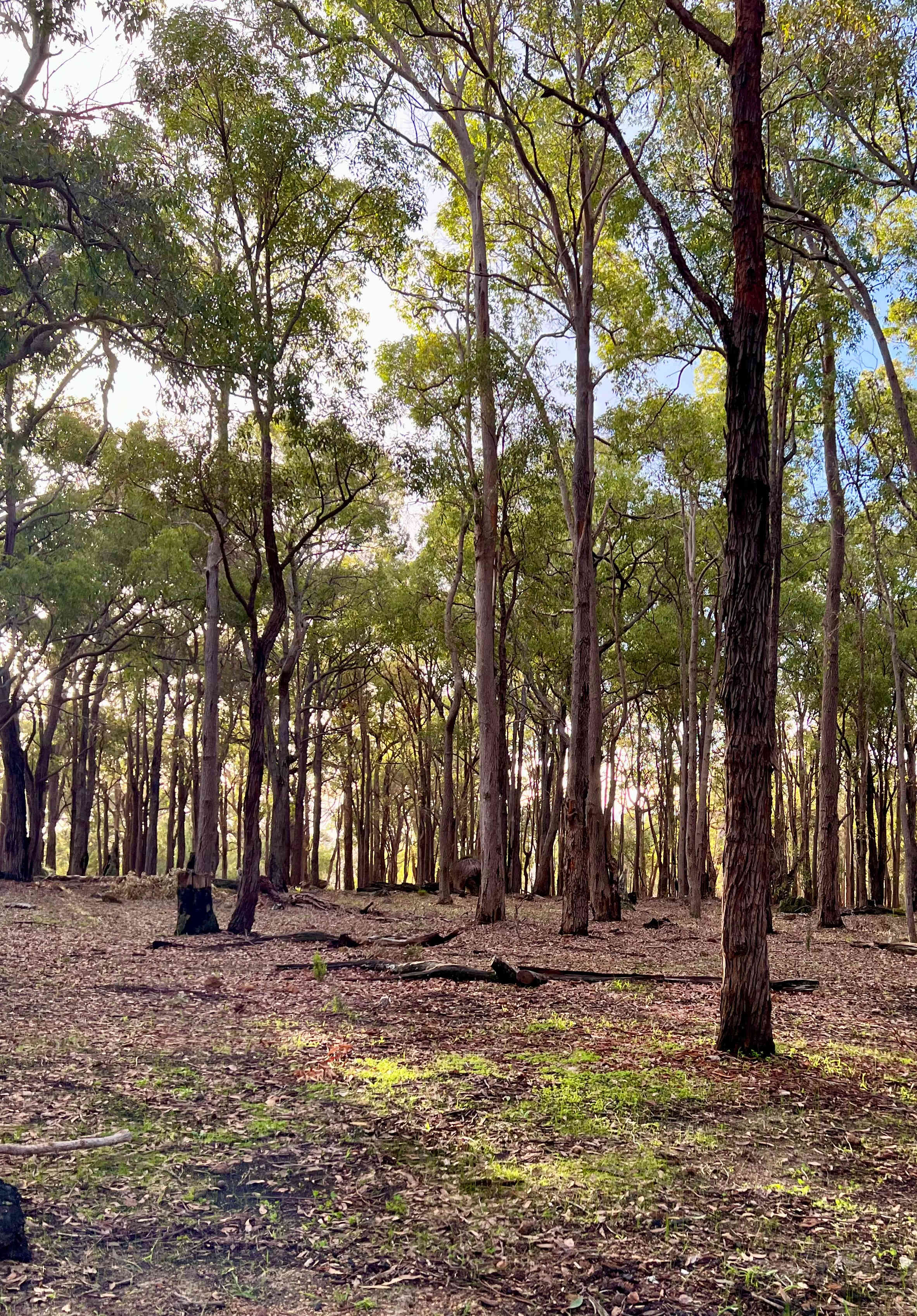 100-Acre Woods