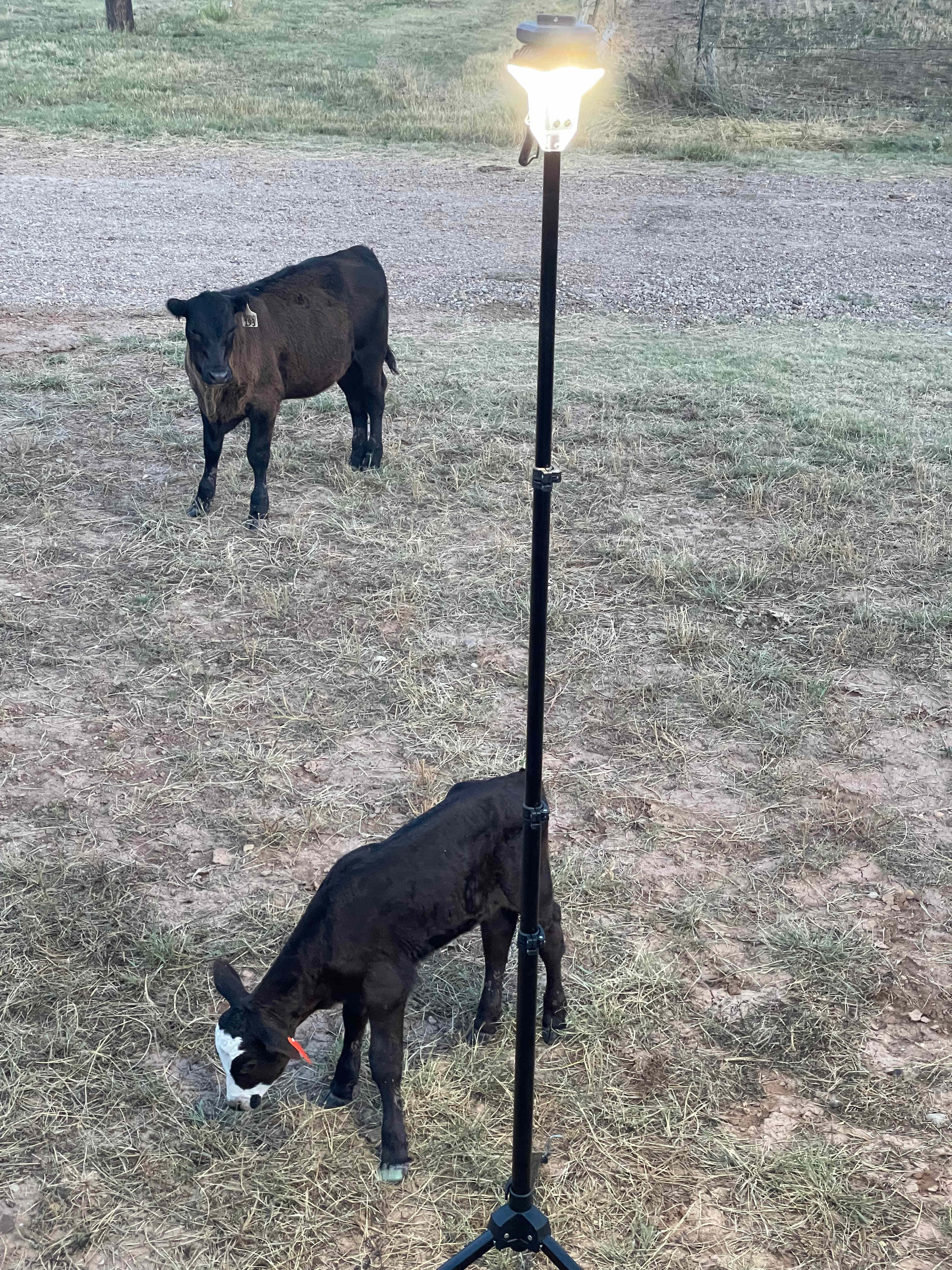 Baby calf’s huddled around and fascinated with my stake light 