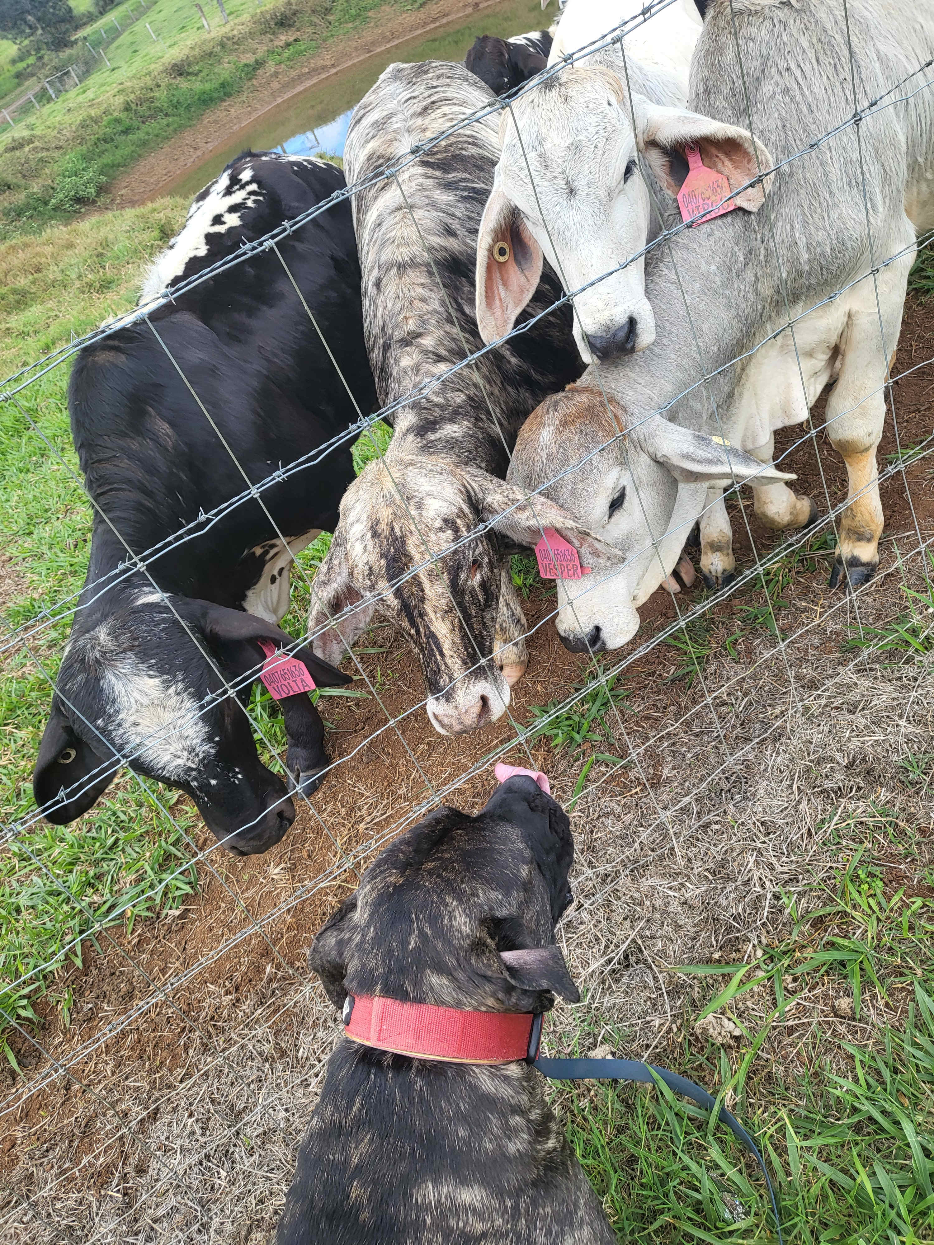 Cows loving my big girl