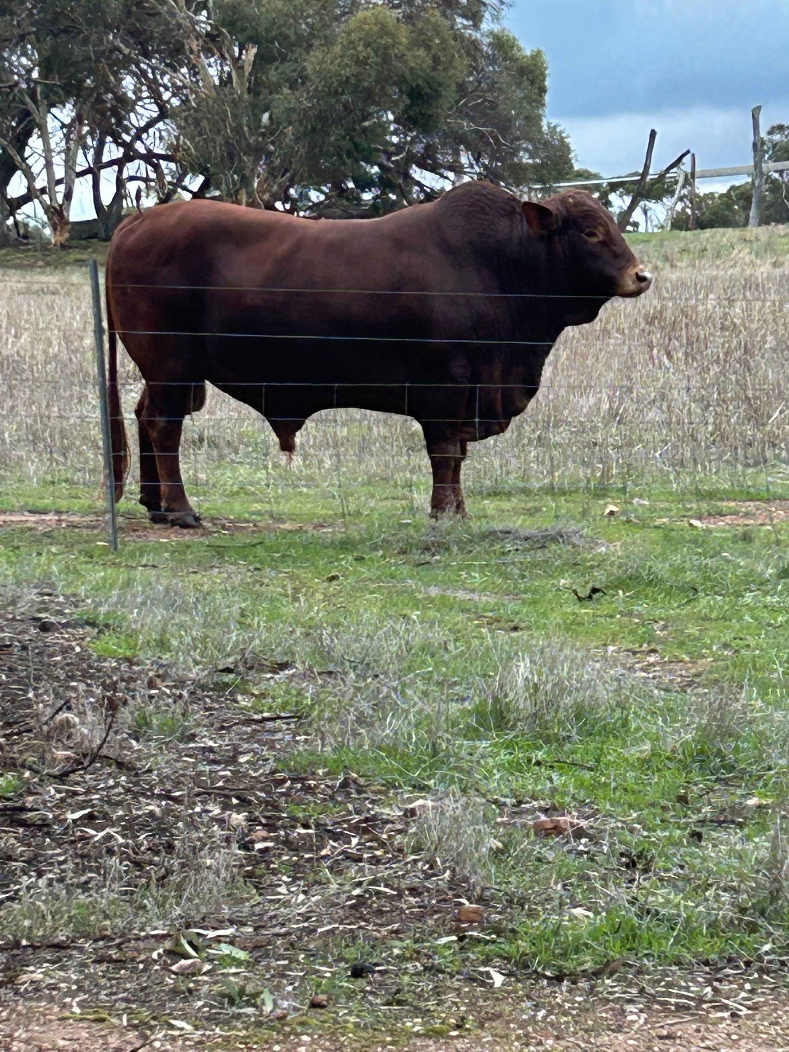 Brookdale Farm