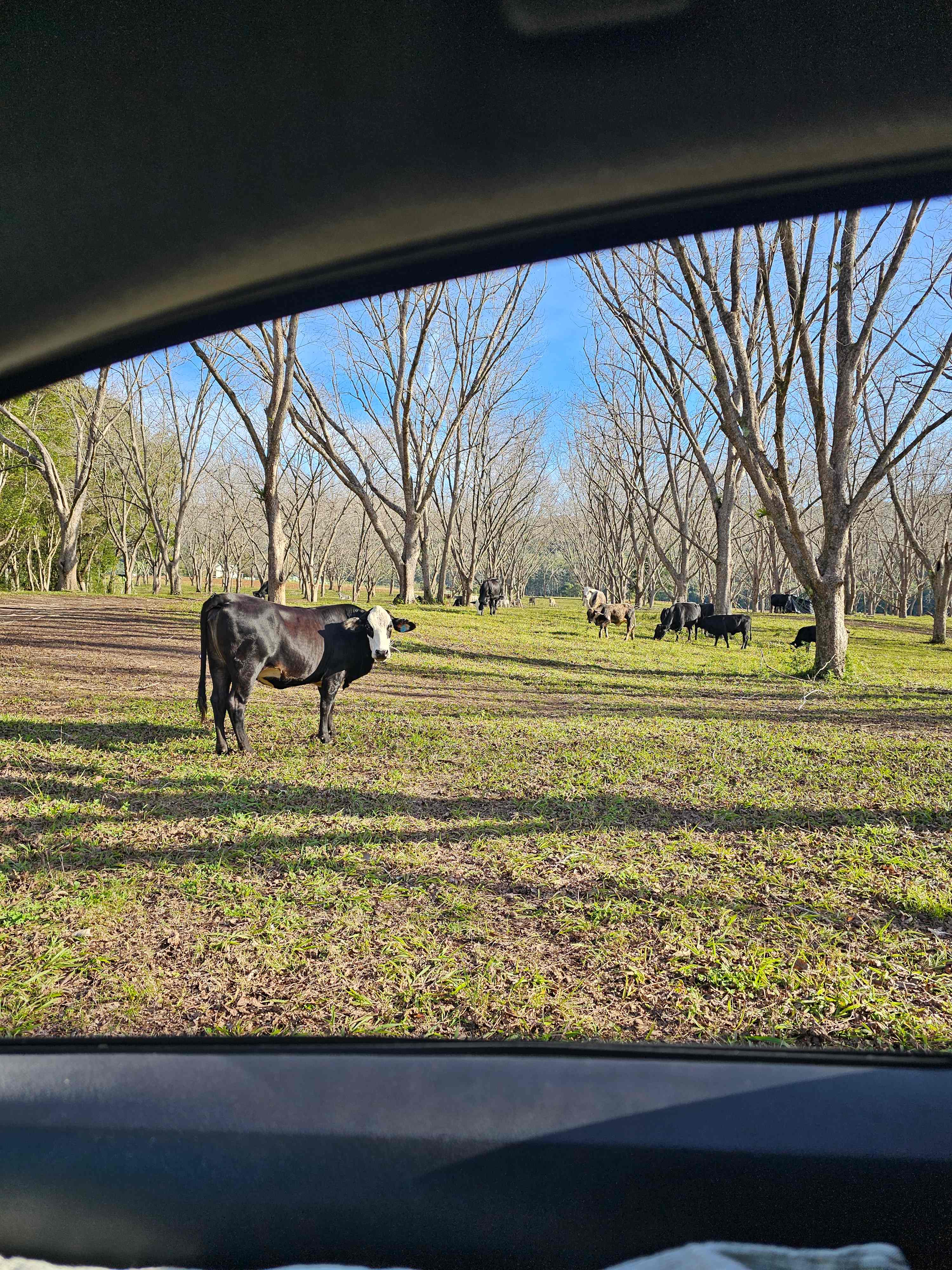 Cows