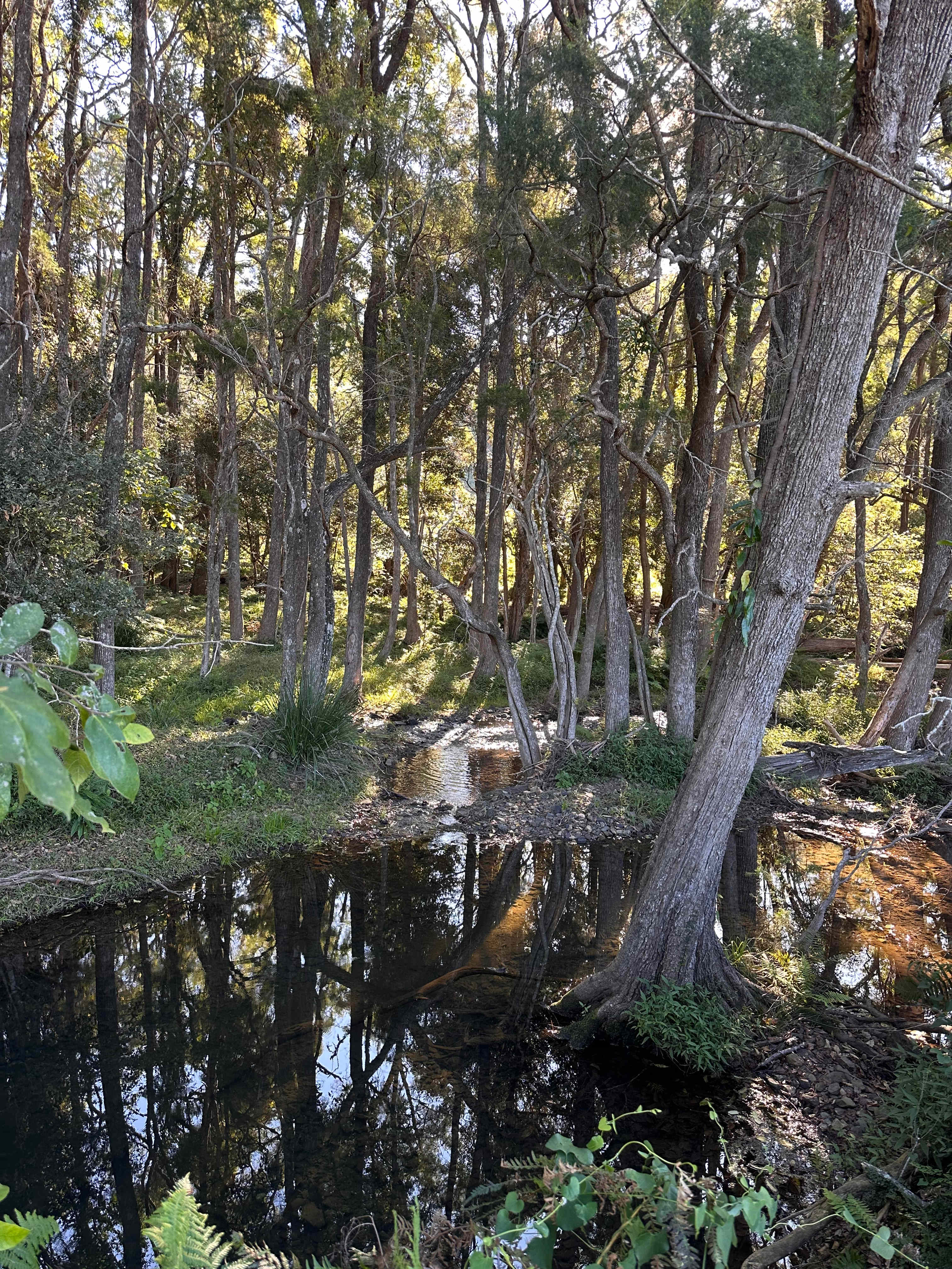 100 Acre Estate