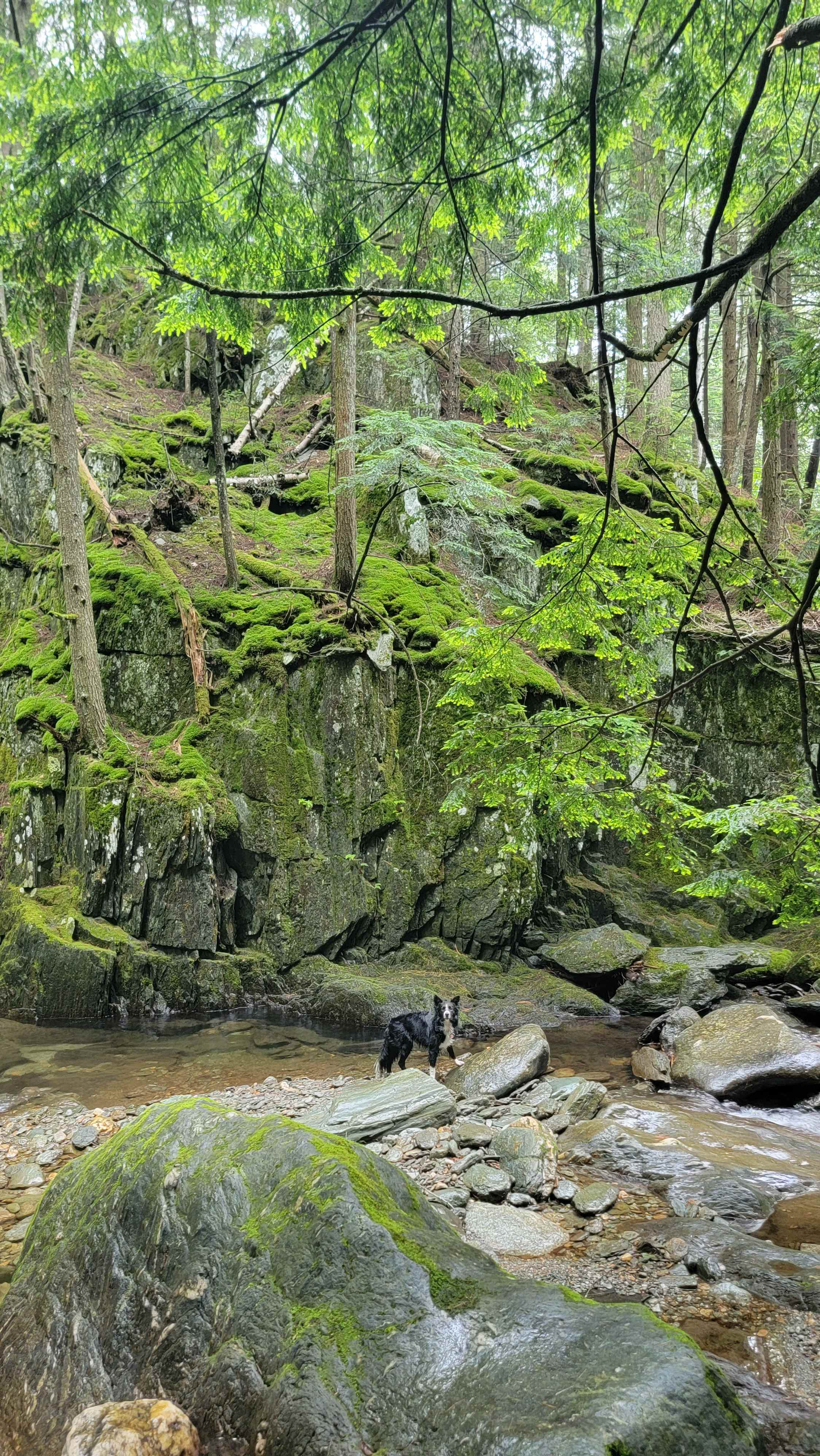 The Hollow at Dynamite Falls