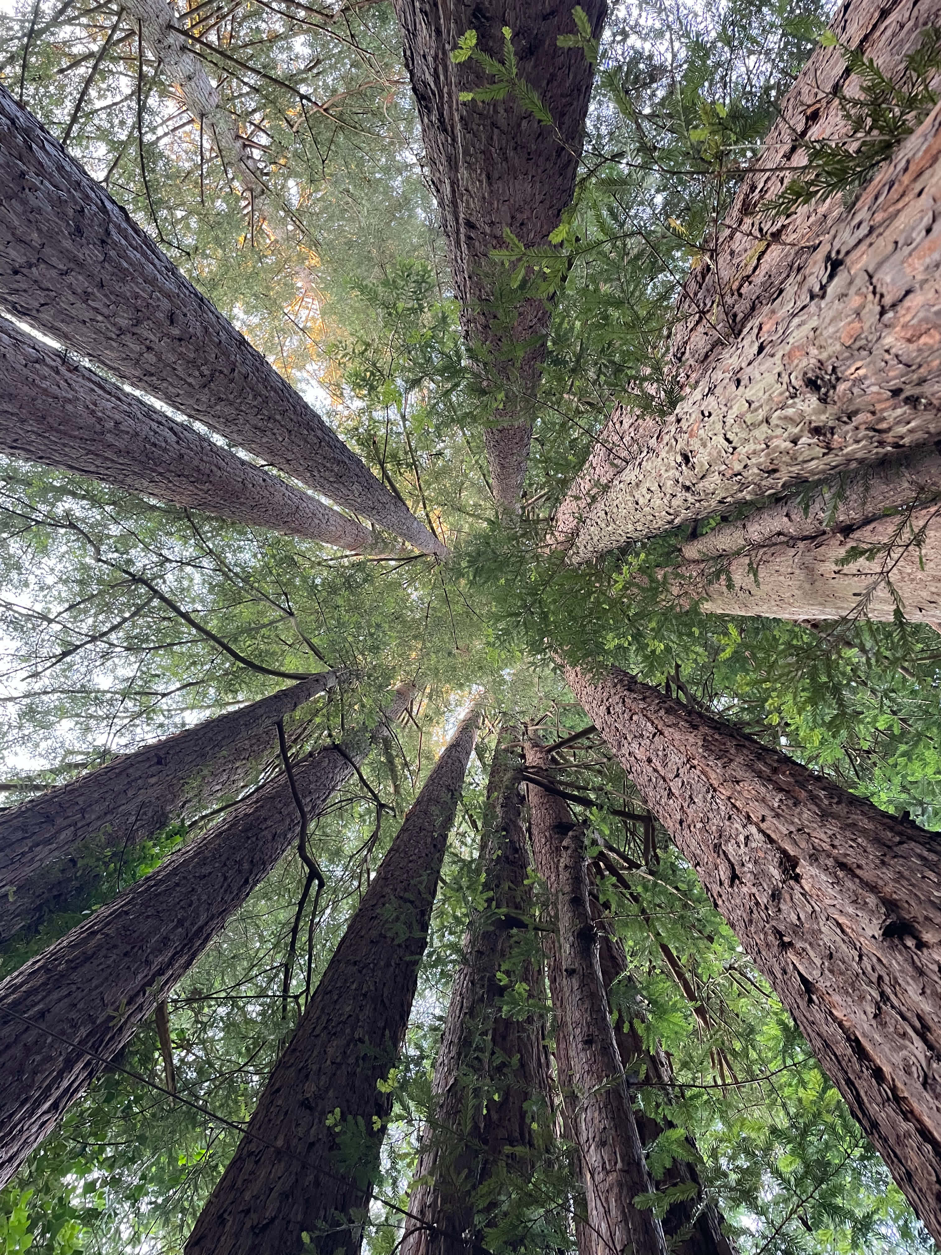 Sleep Up High In A Redwood Tree-net