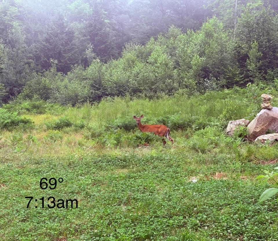 Lulu's 100 Acre Wood Cabin