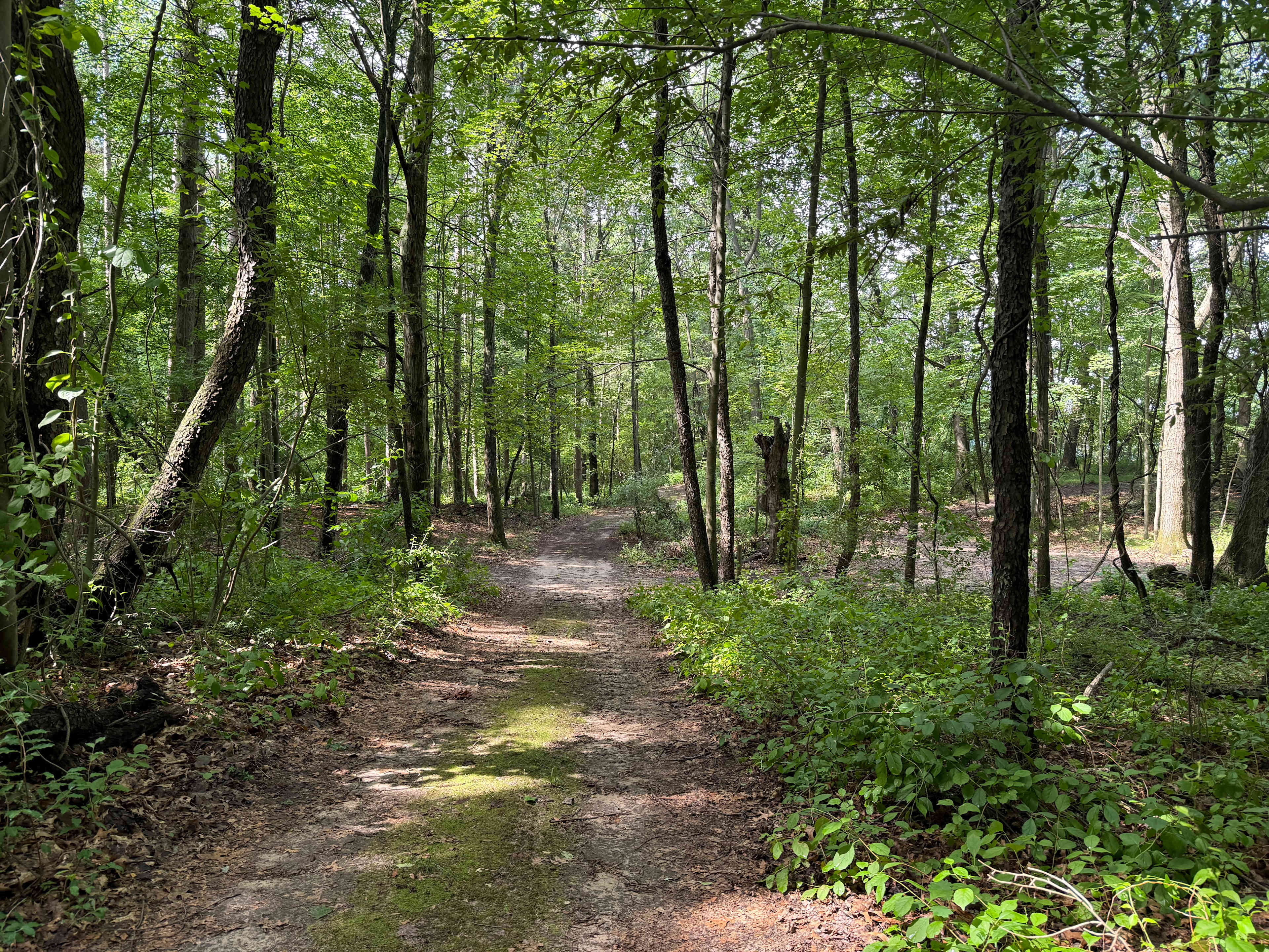 Mulligan's Valley in the Woods