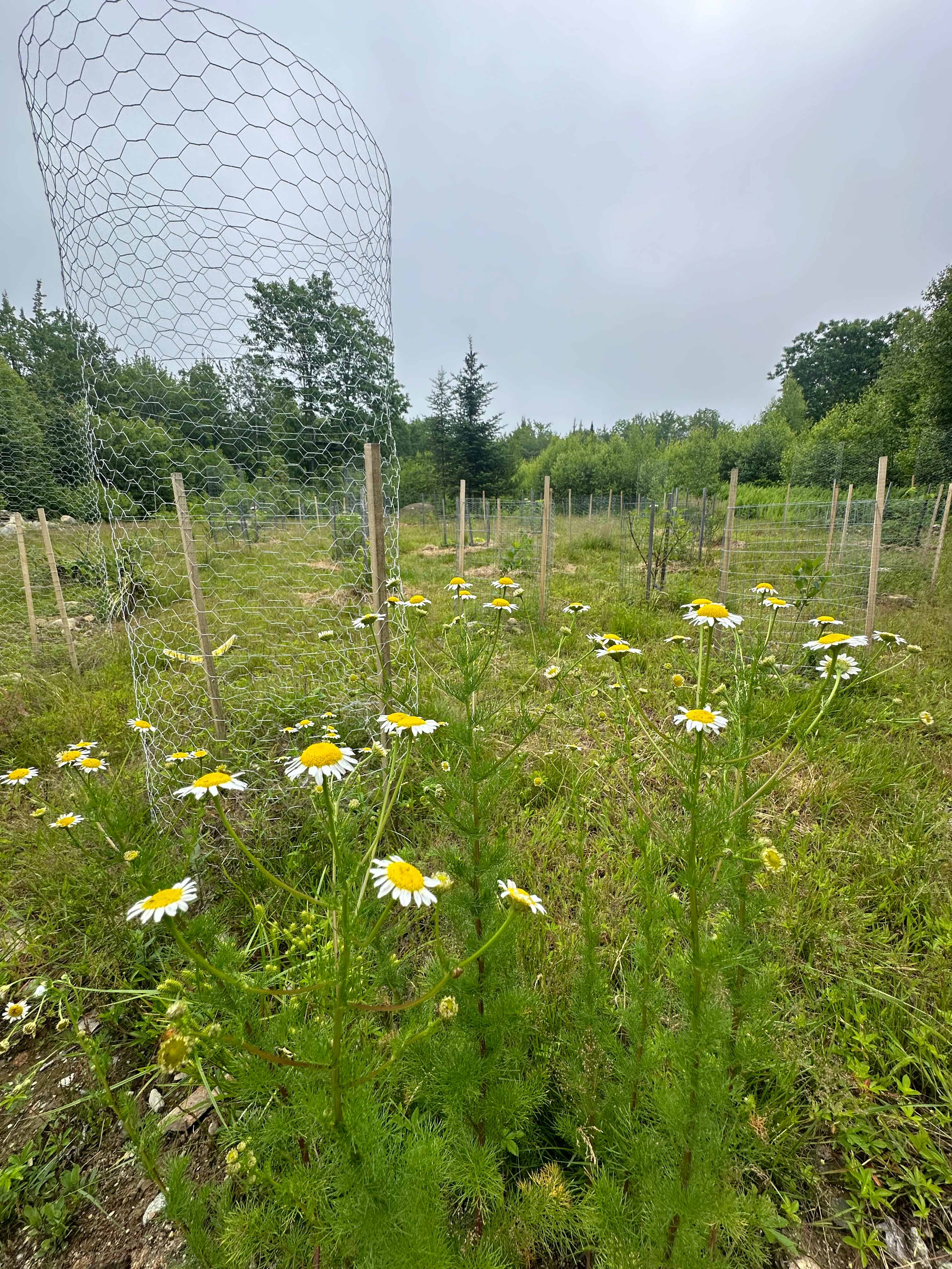 Maine Yurts COmmunity