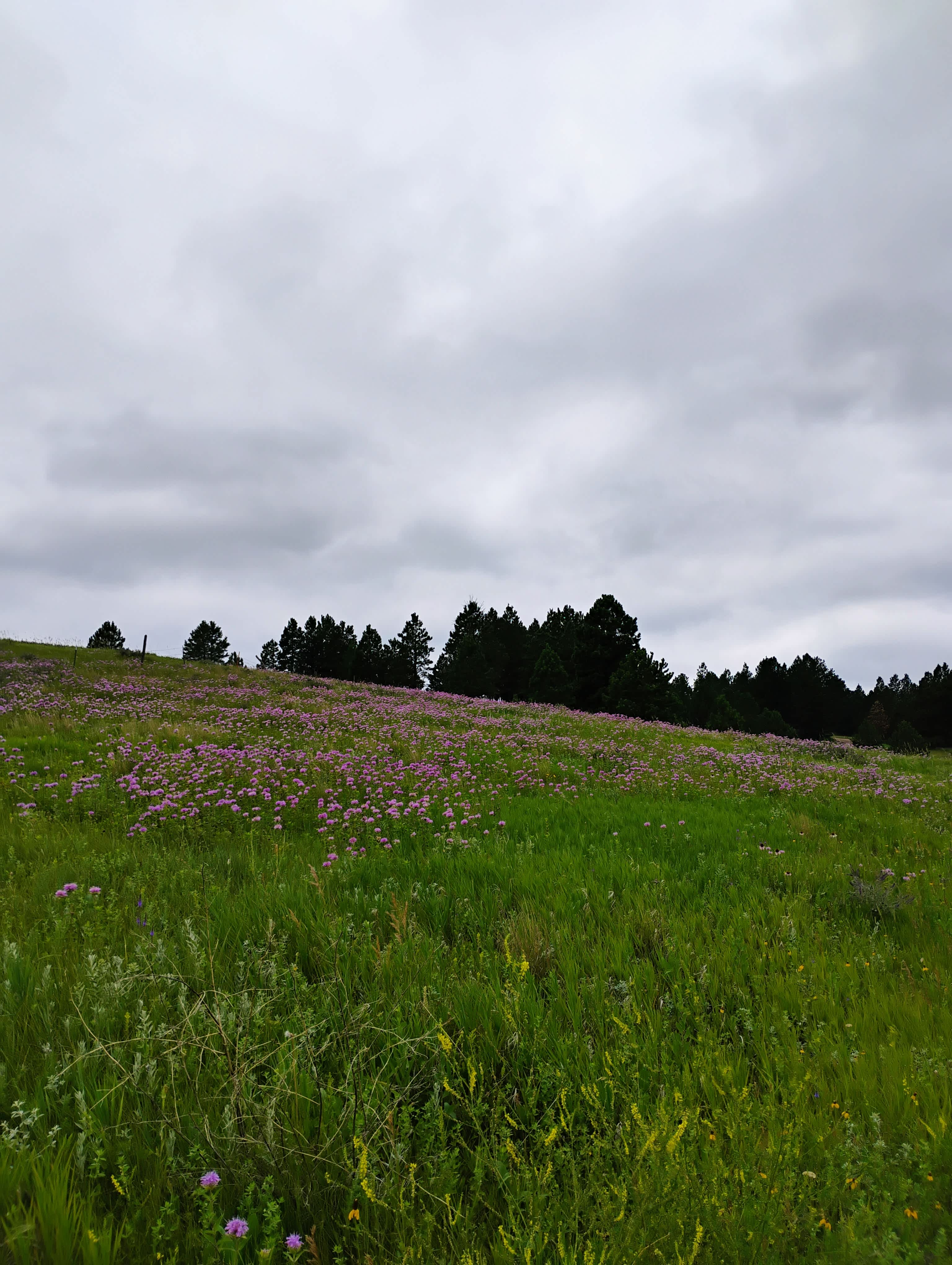 Sturgis View Campground