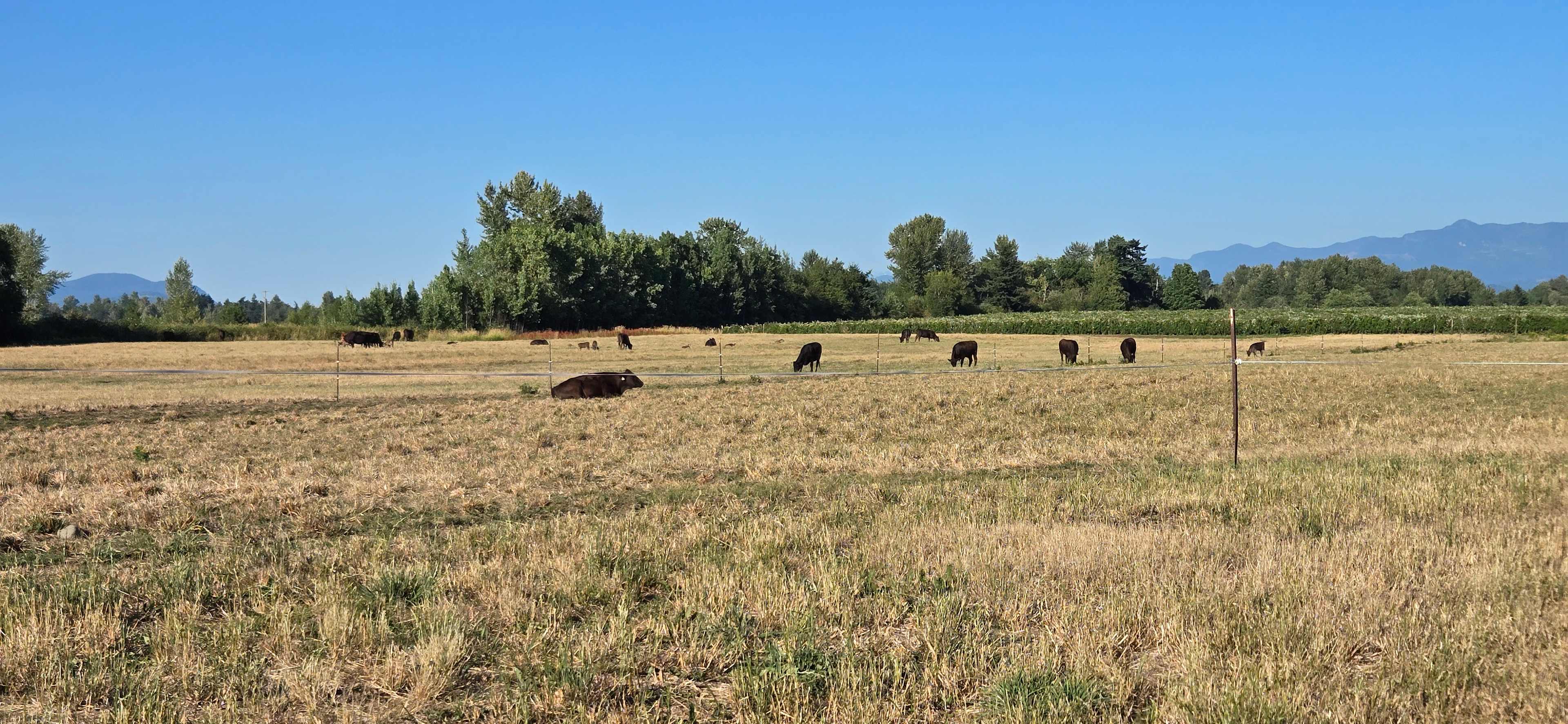 Camping next to cows