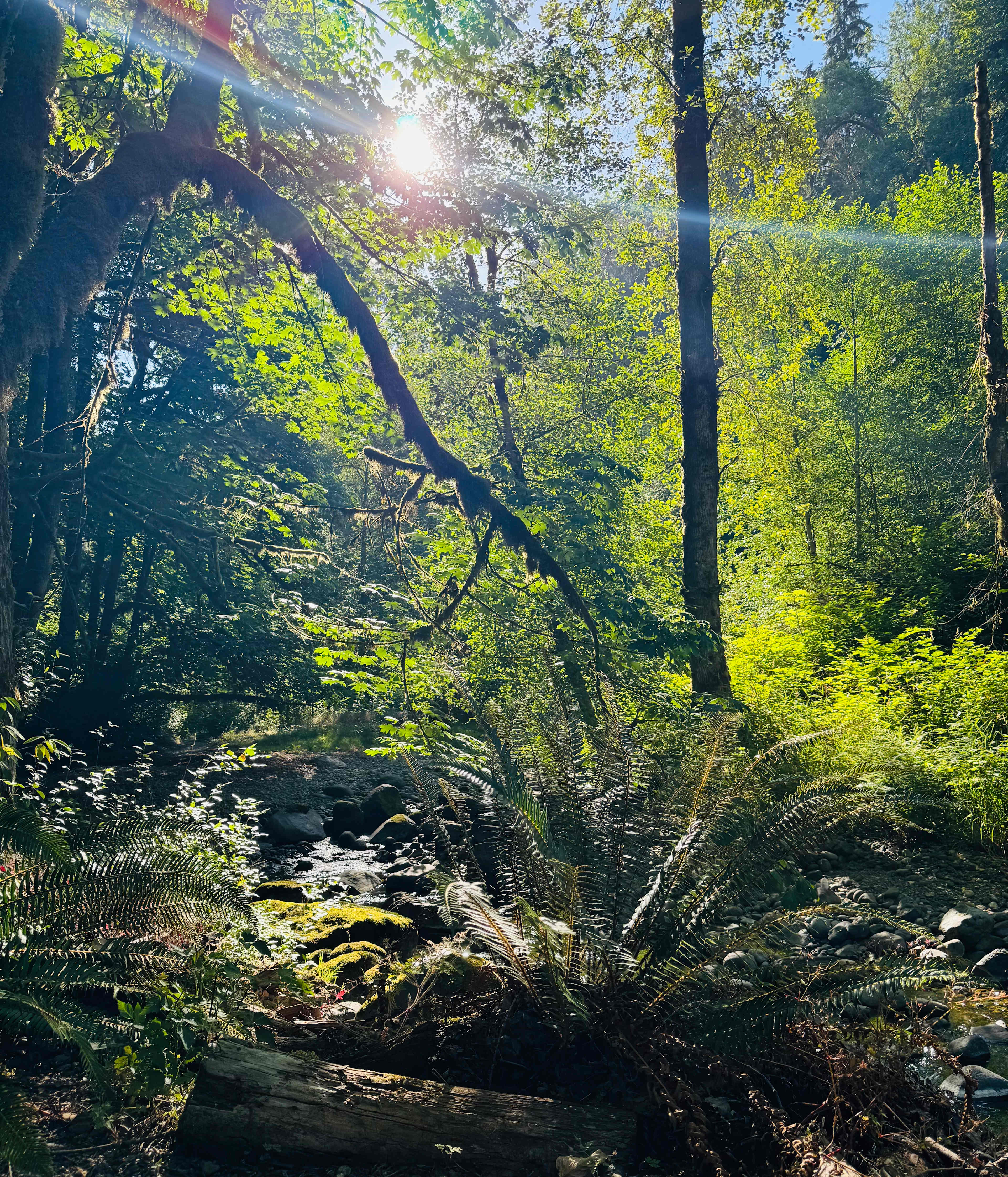 Camping in forest, next to a creek.