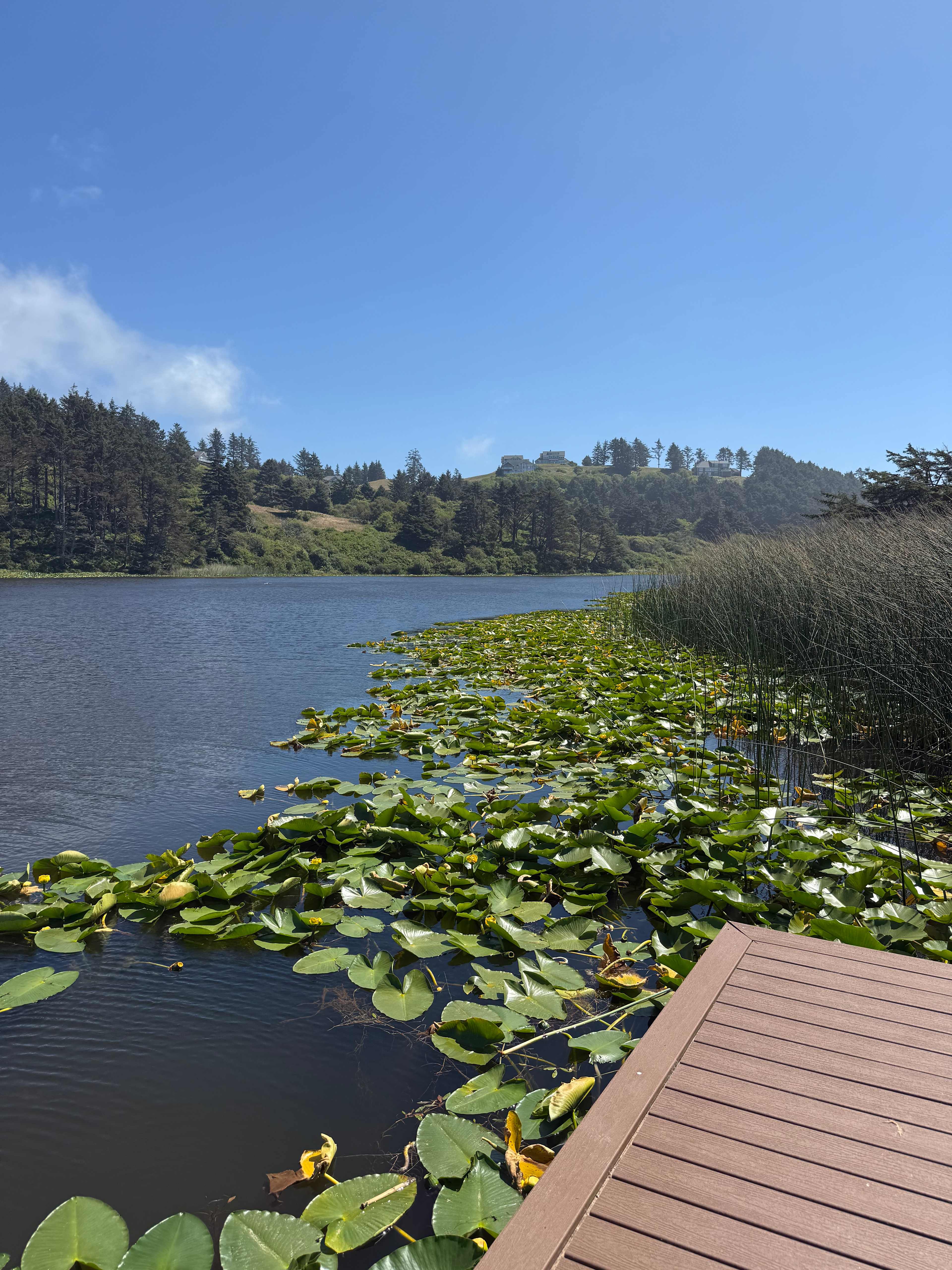 The Lake Pasture