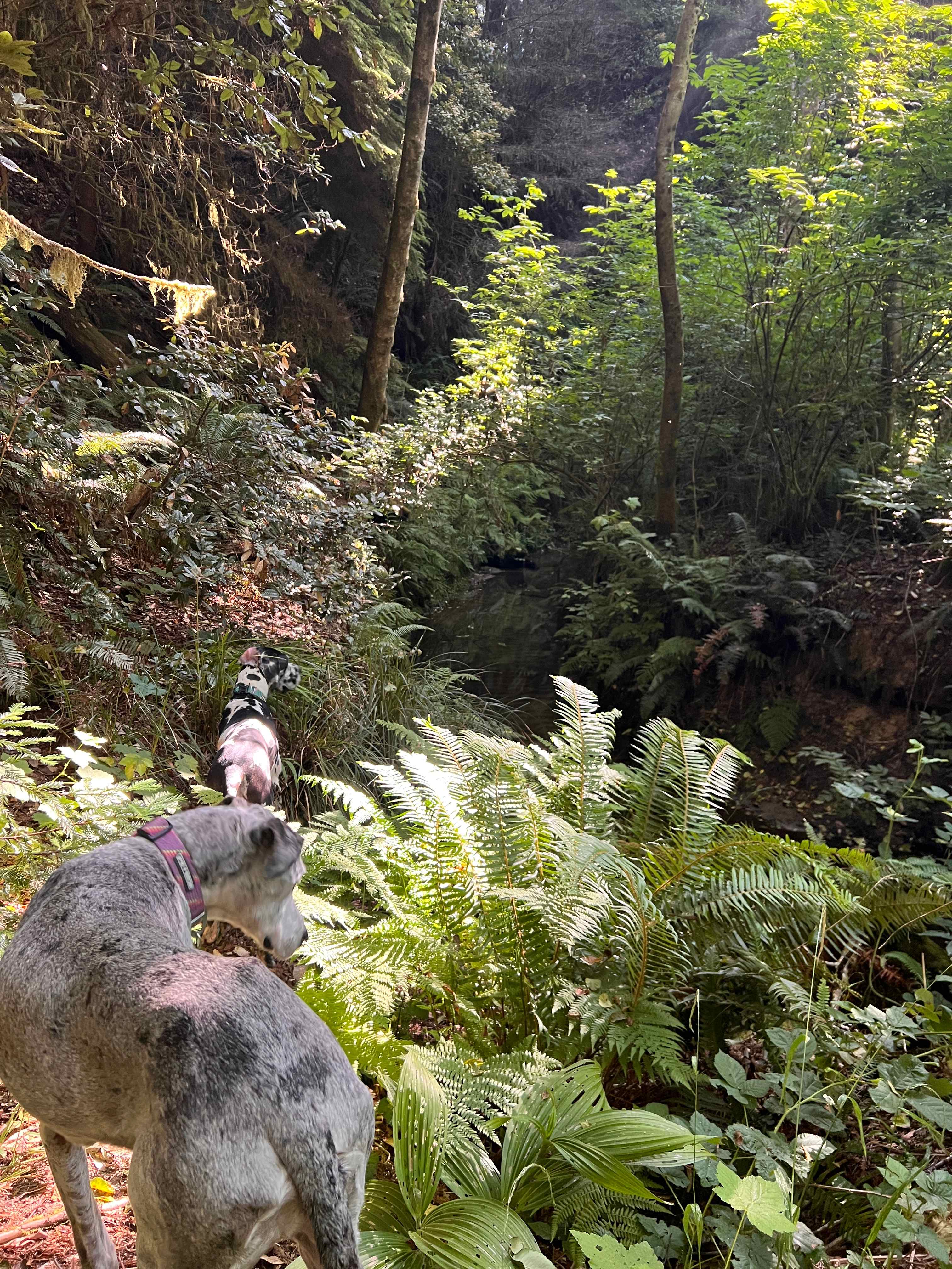 Bigfoot’s Coastal Hideaway