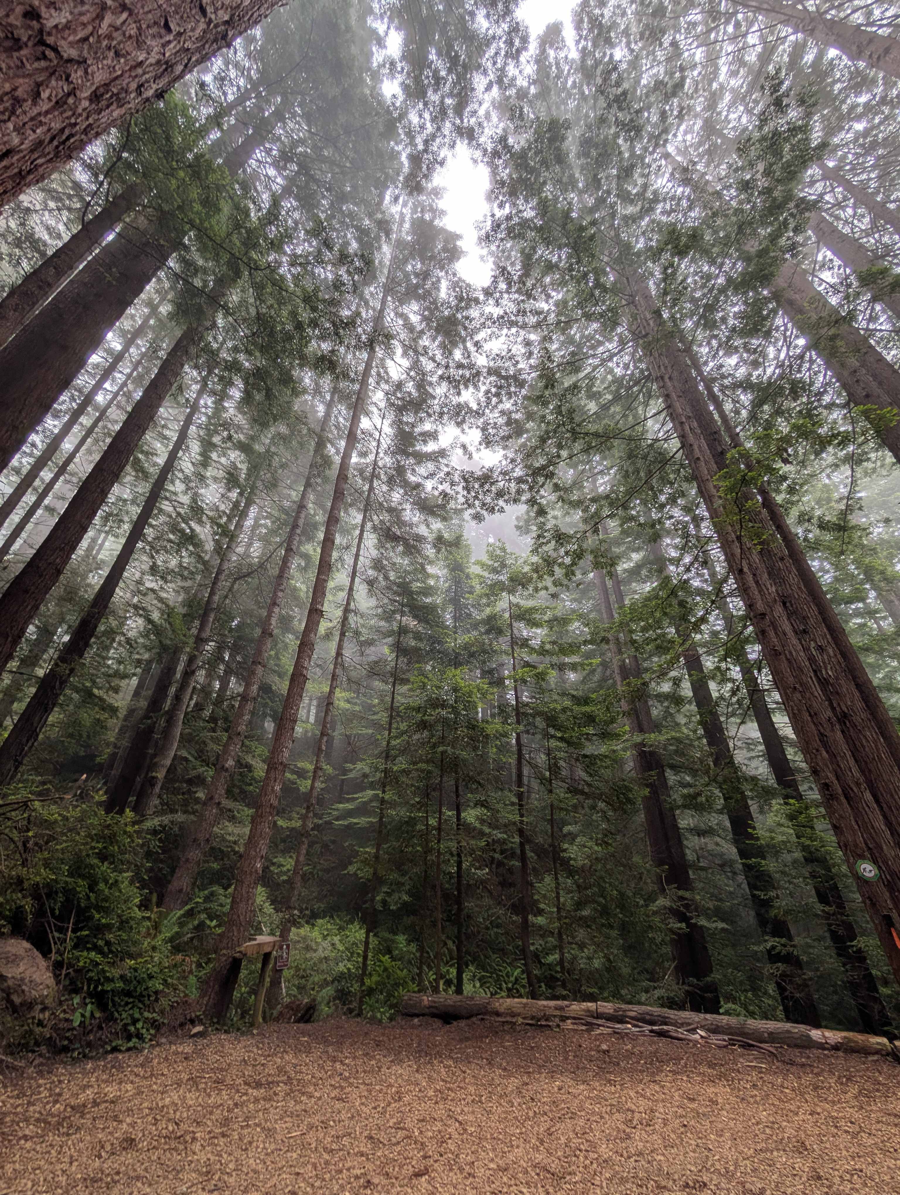 Whispering Redwood Creek