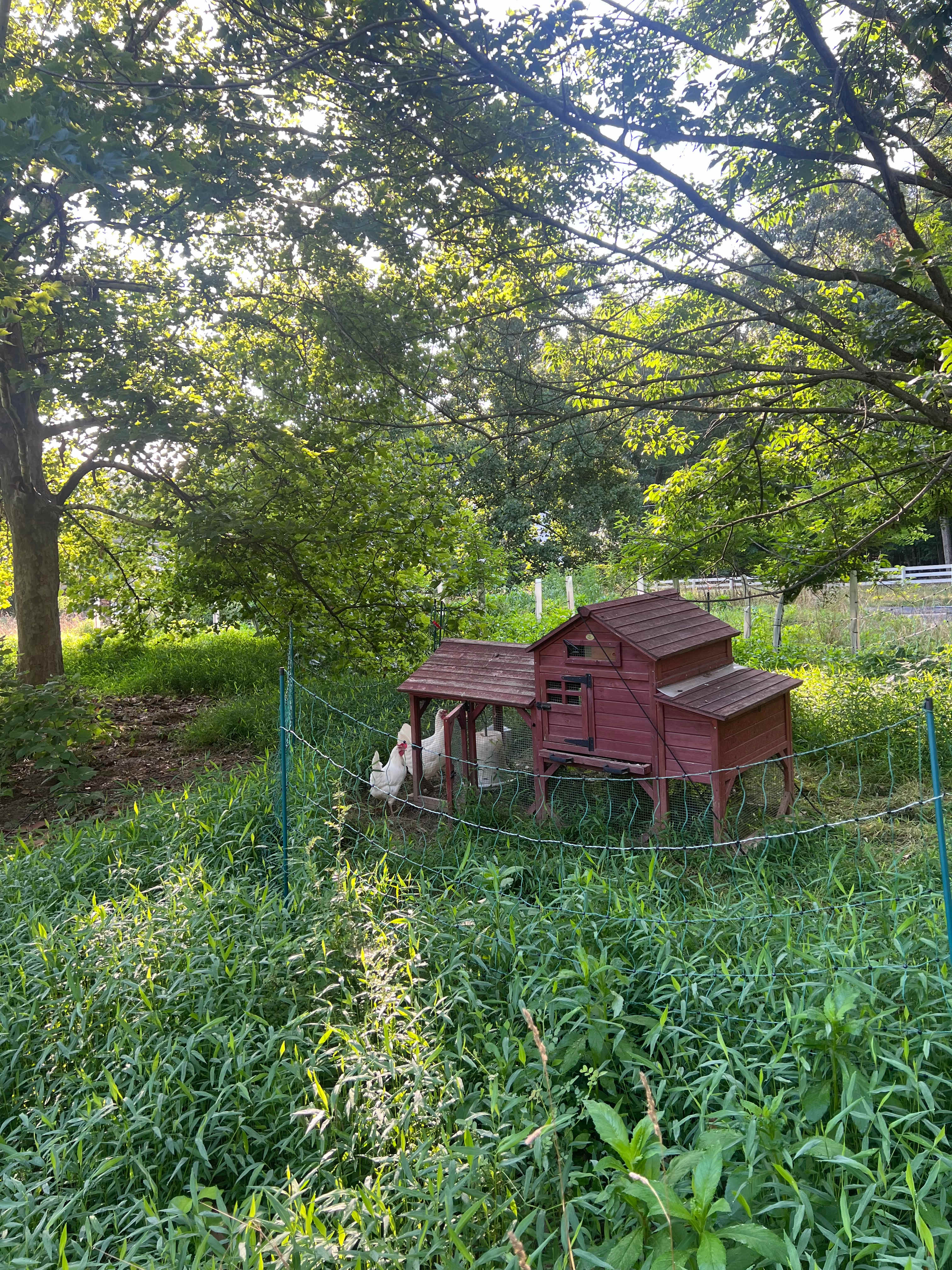 Chickens on the property! 