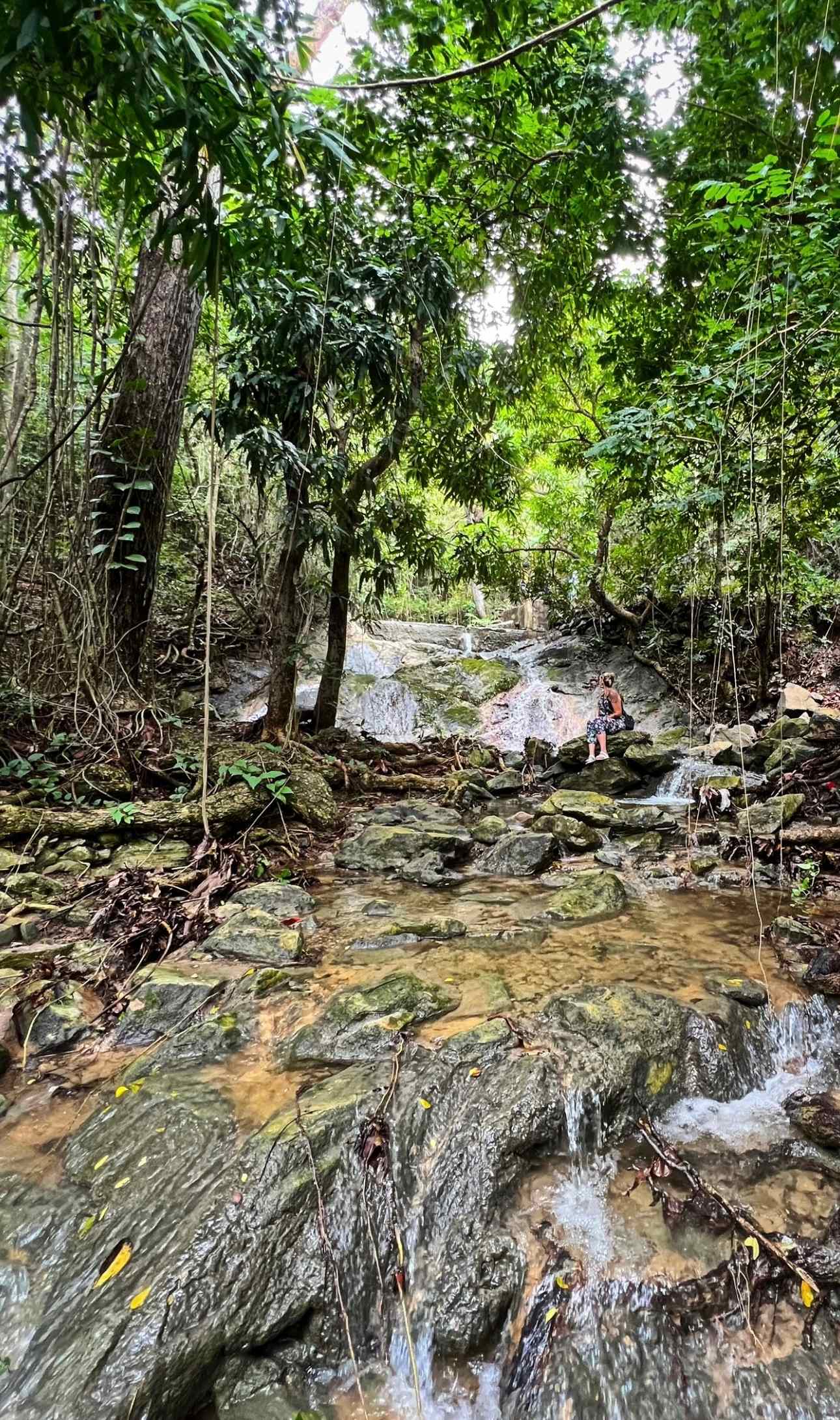 Jungle hikes 