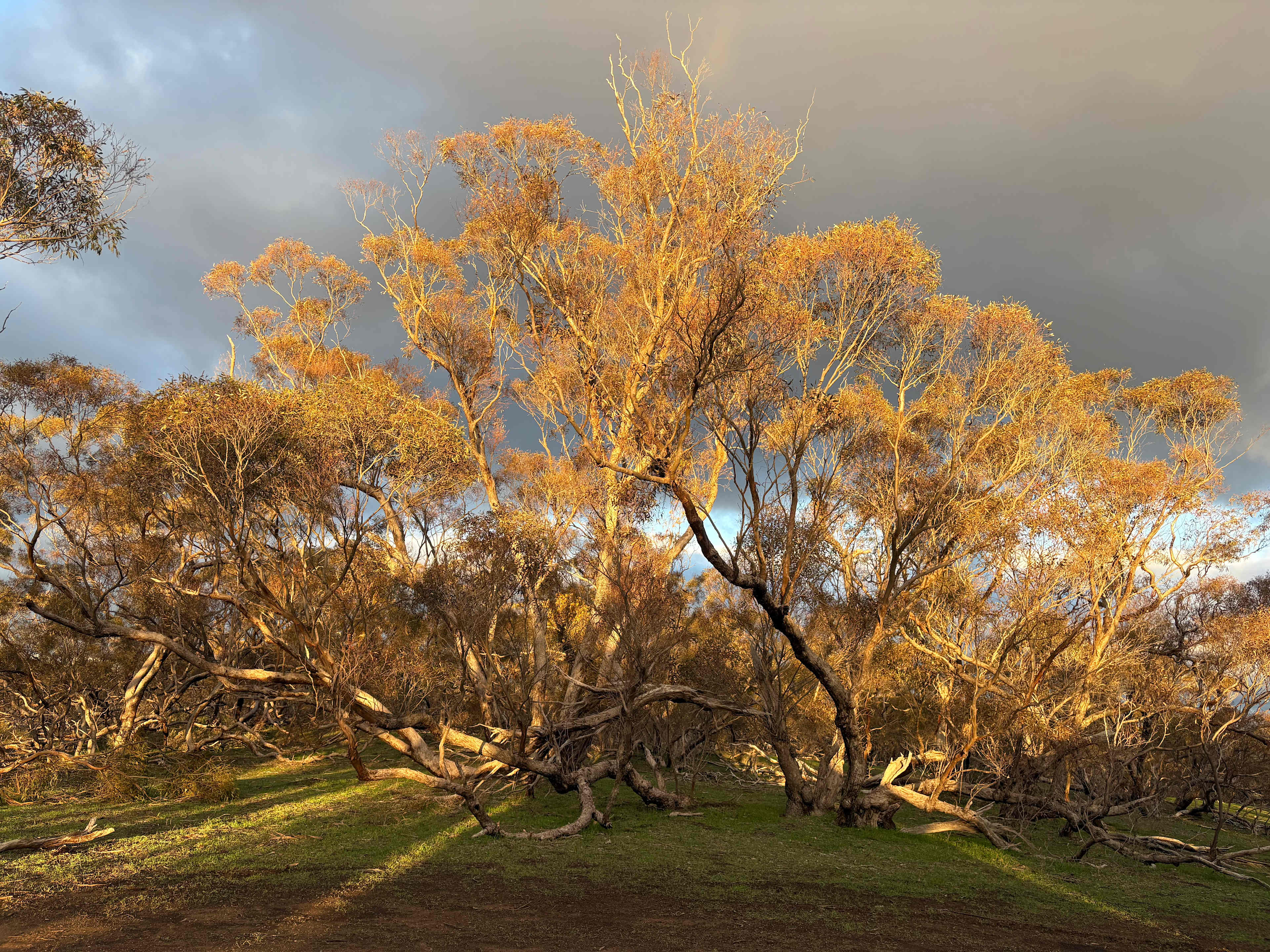 Heggies Hill Bush Camp