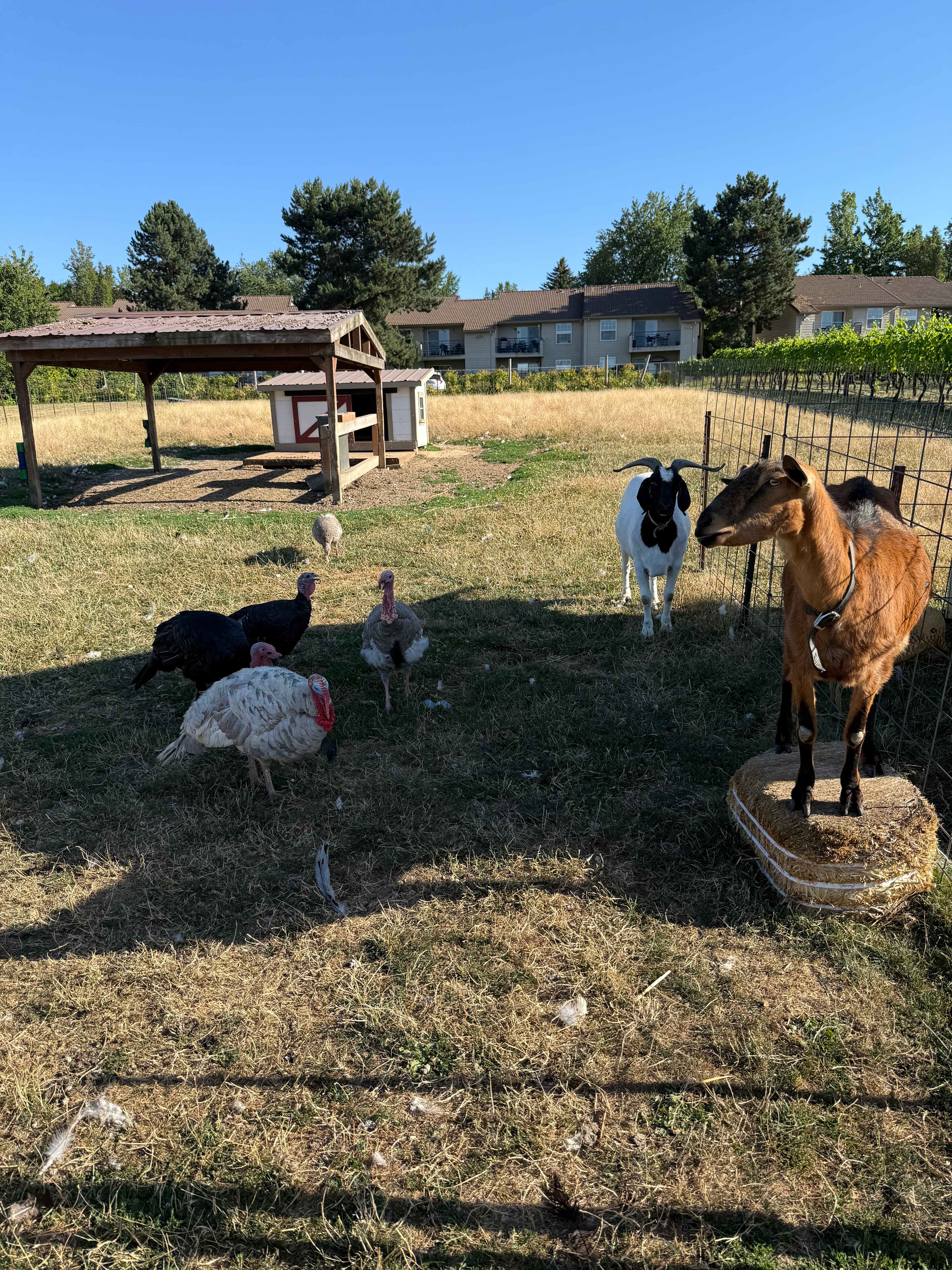 Your Farm in the City