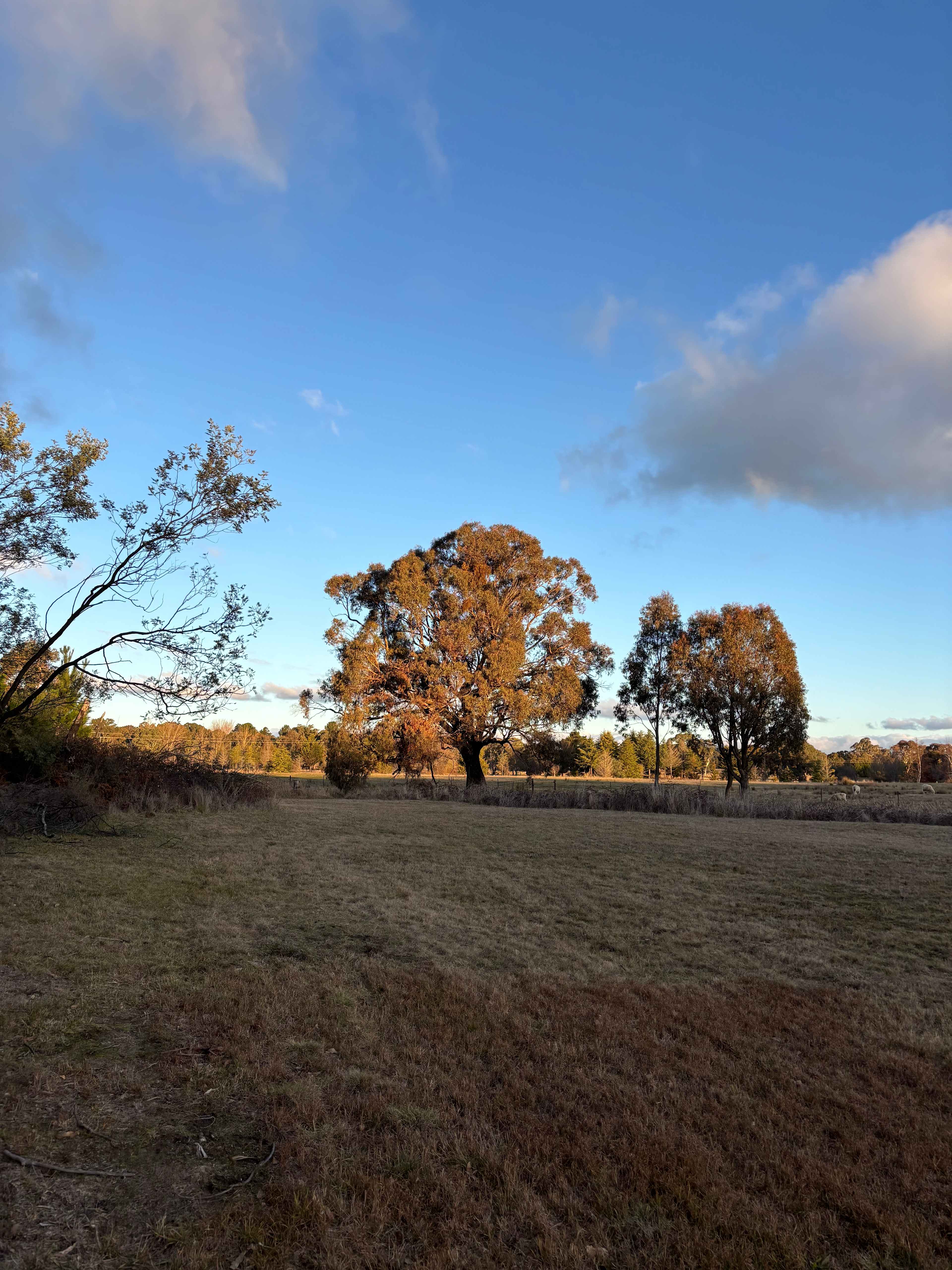 Maliyanamarra