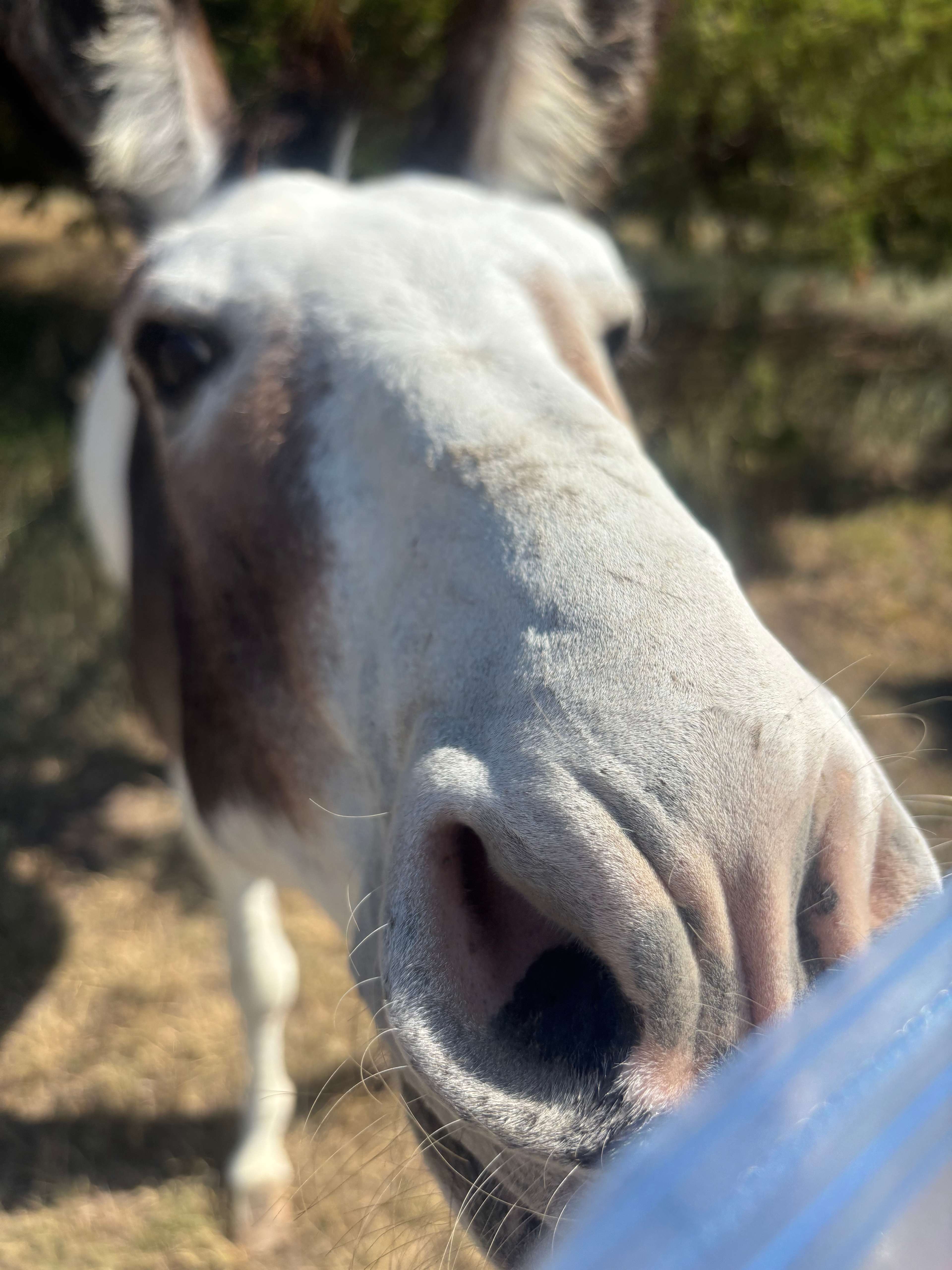 Donkey 😄