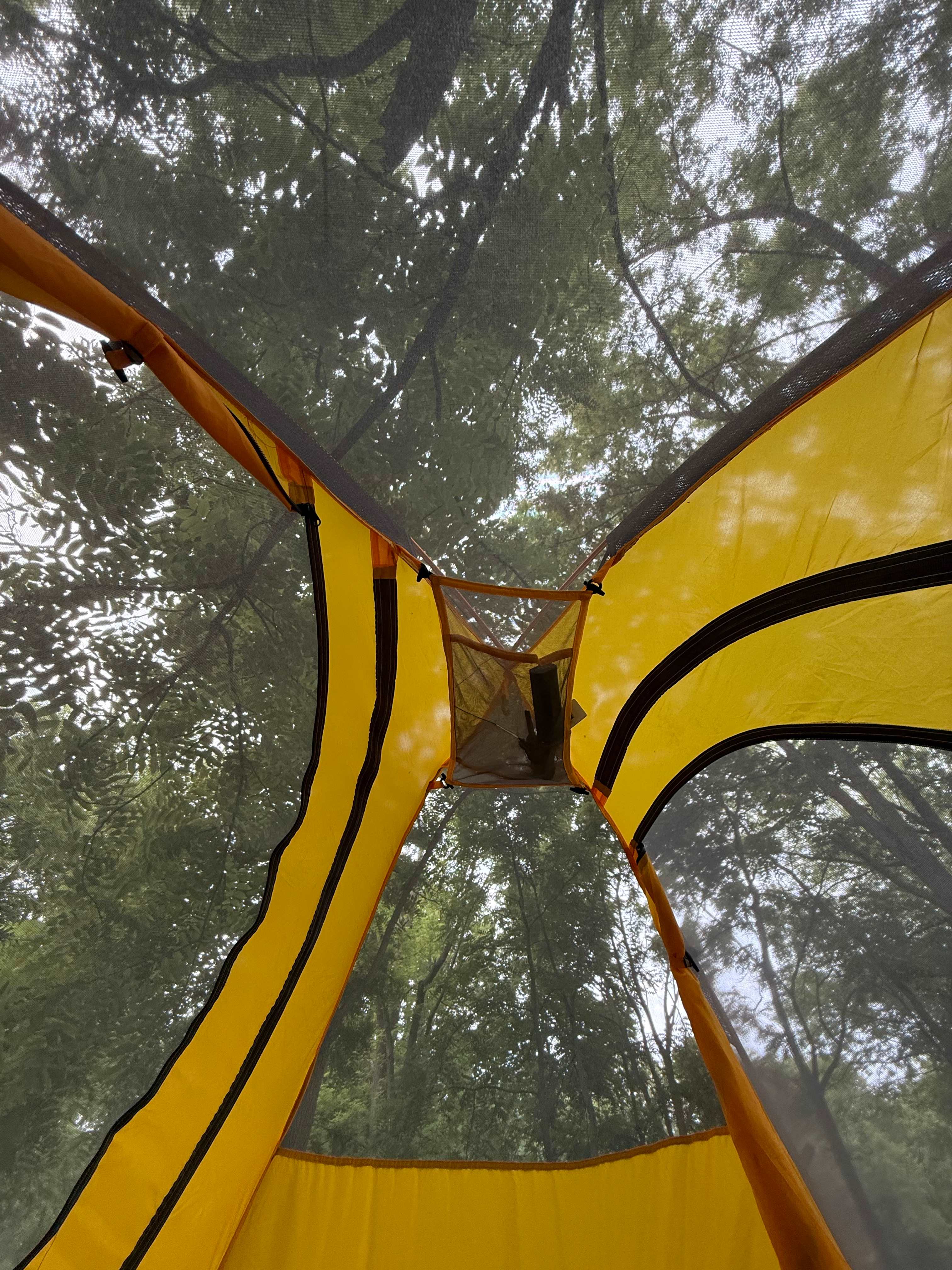 Walnut tree covered tent site