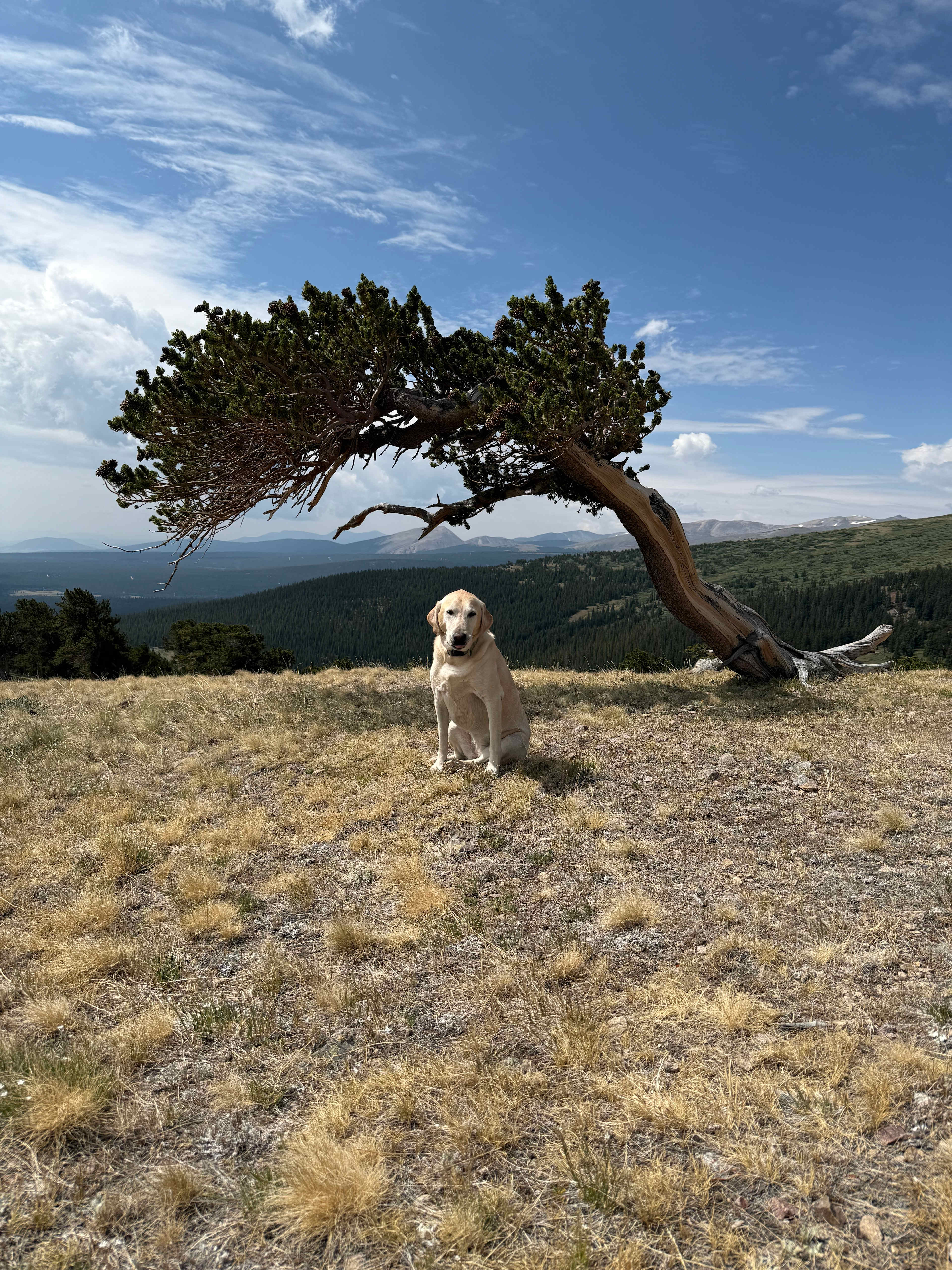 Bristlecone Camp Breckenridge