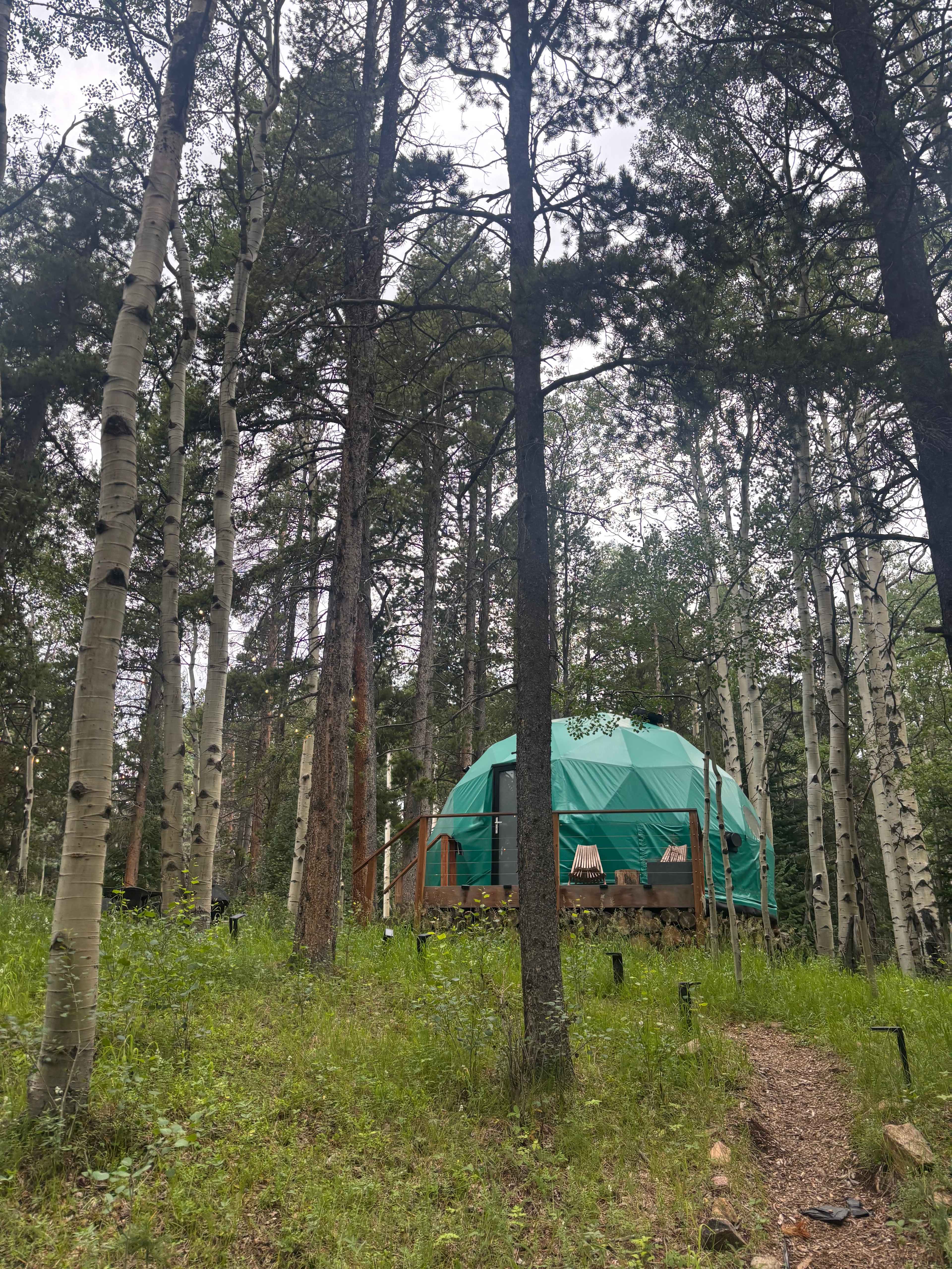 Aspen Forest in Evergreen Colorado