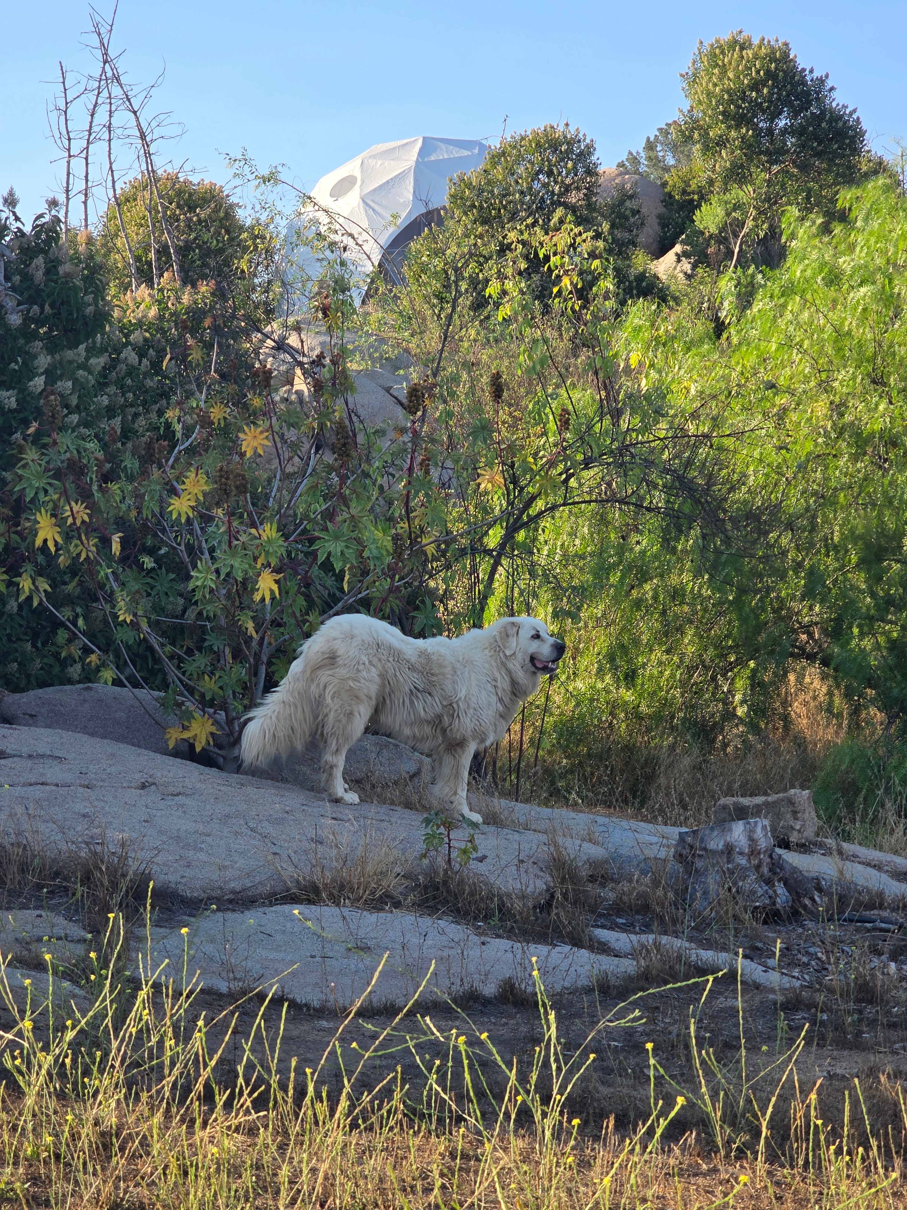 Our campsite friend.