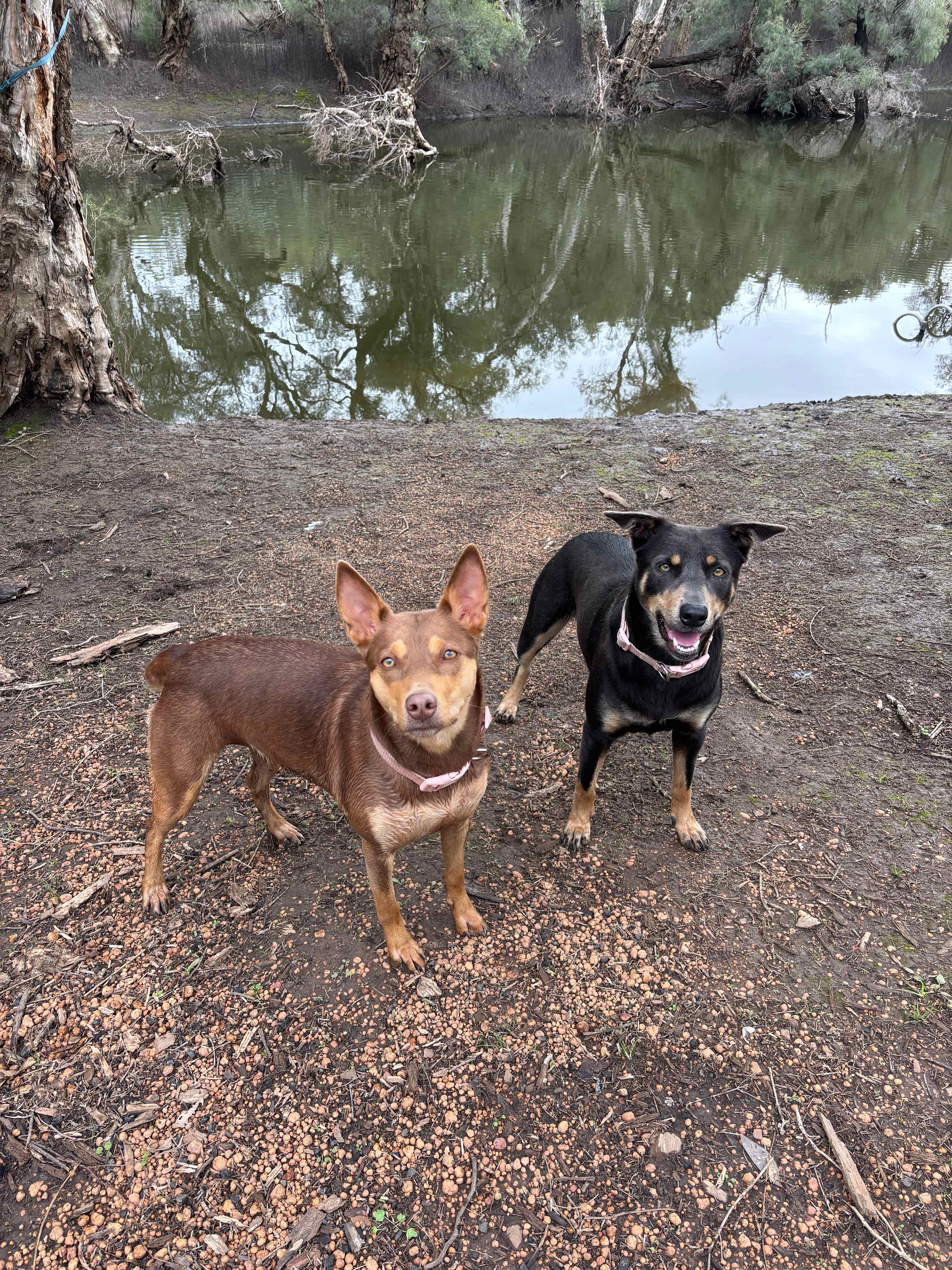 Murray Valley Camping