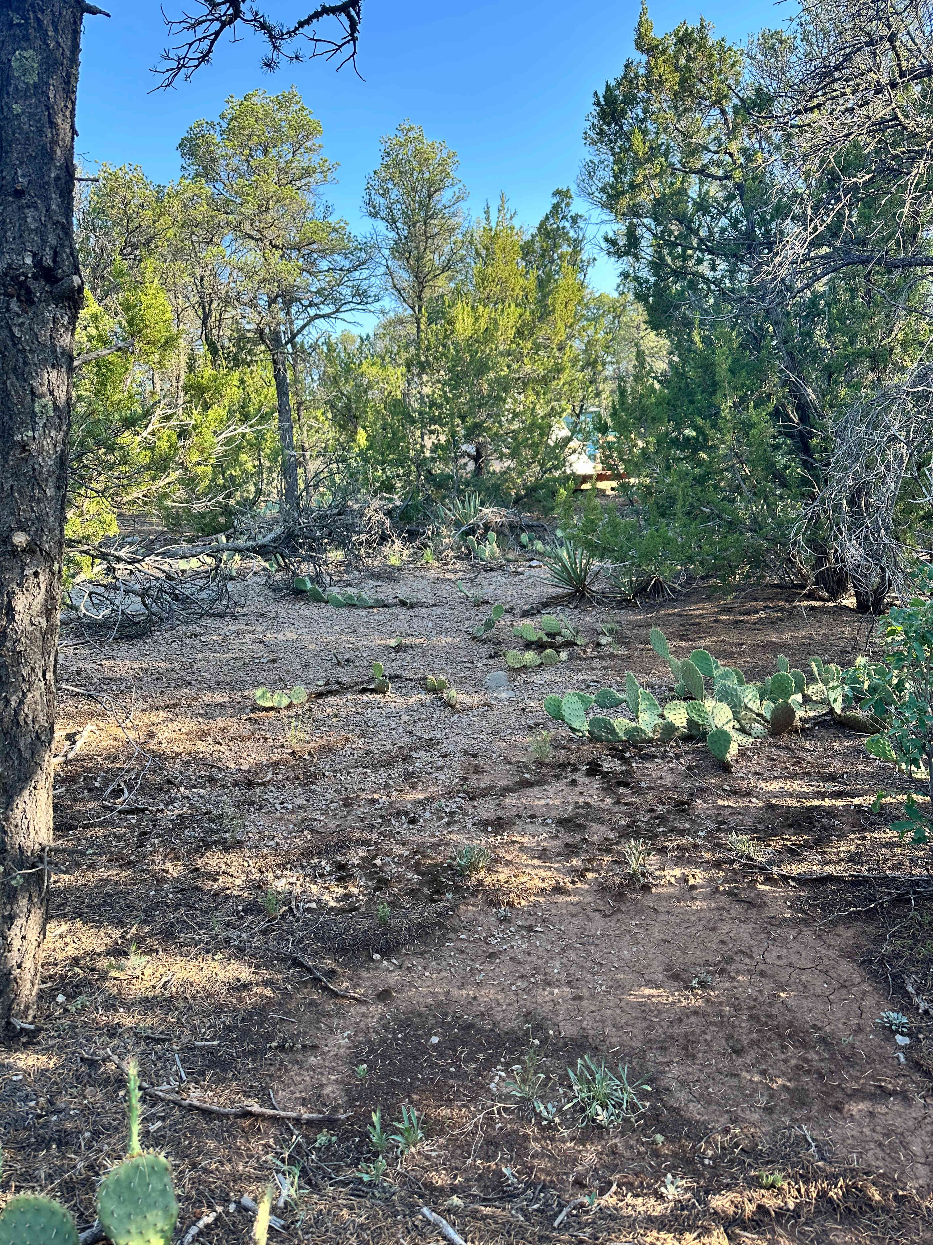 Mountain View Camping