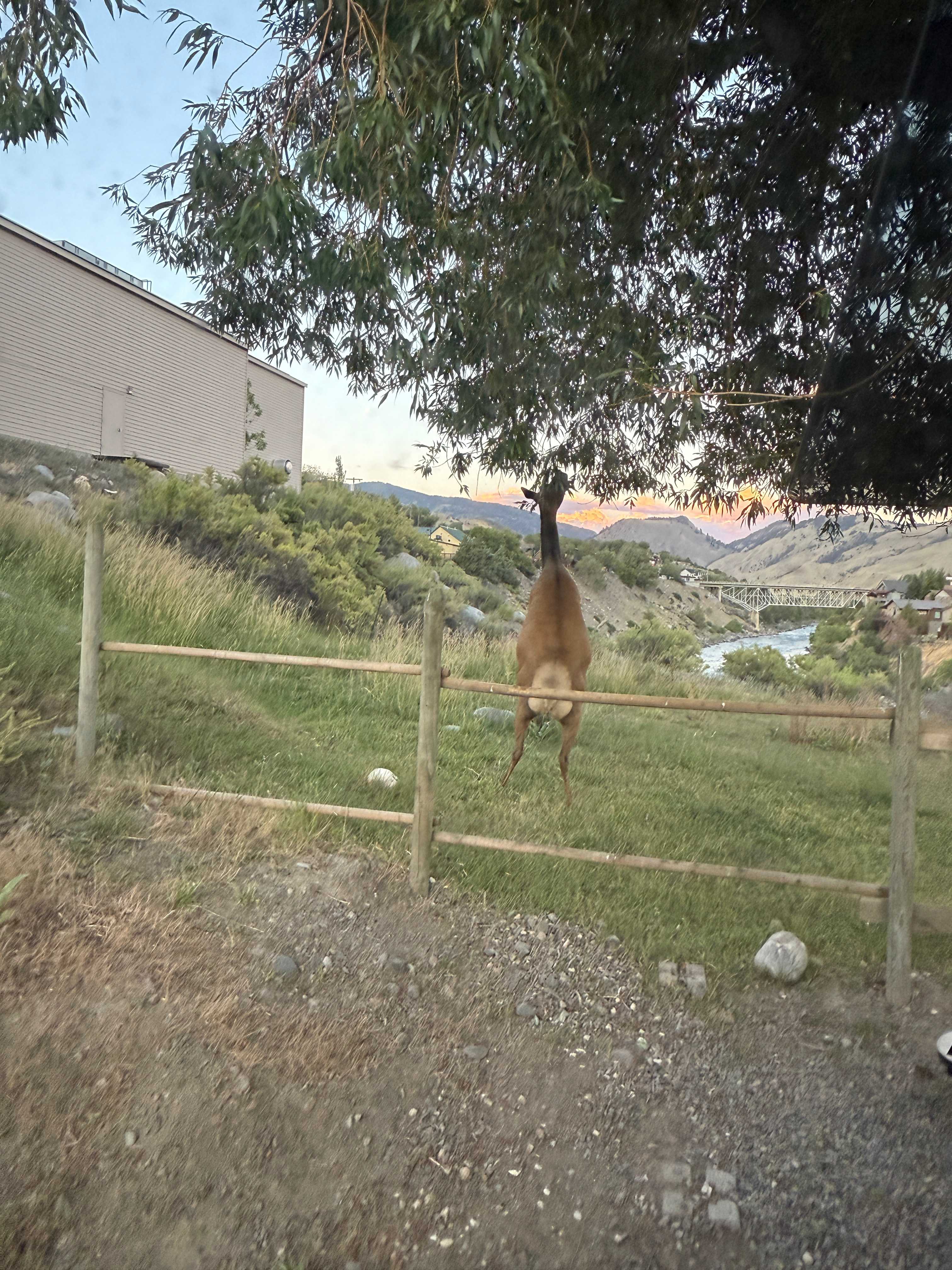 Mama elk eating 