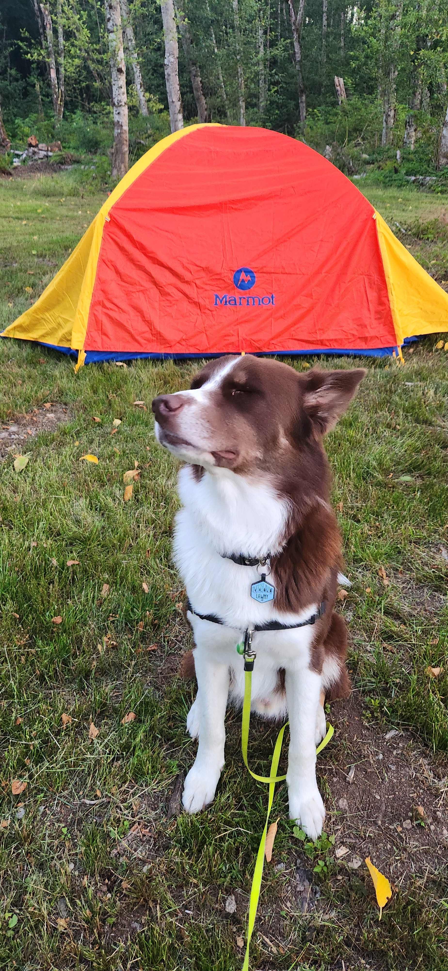 Dog approved