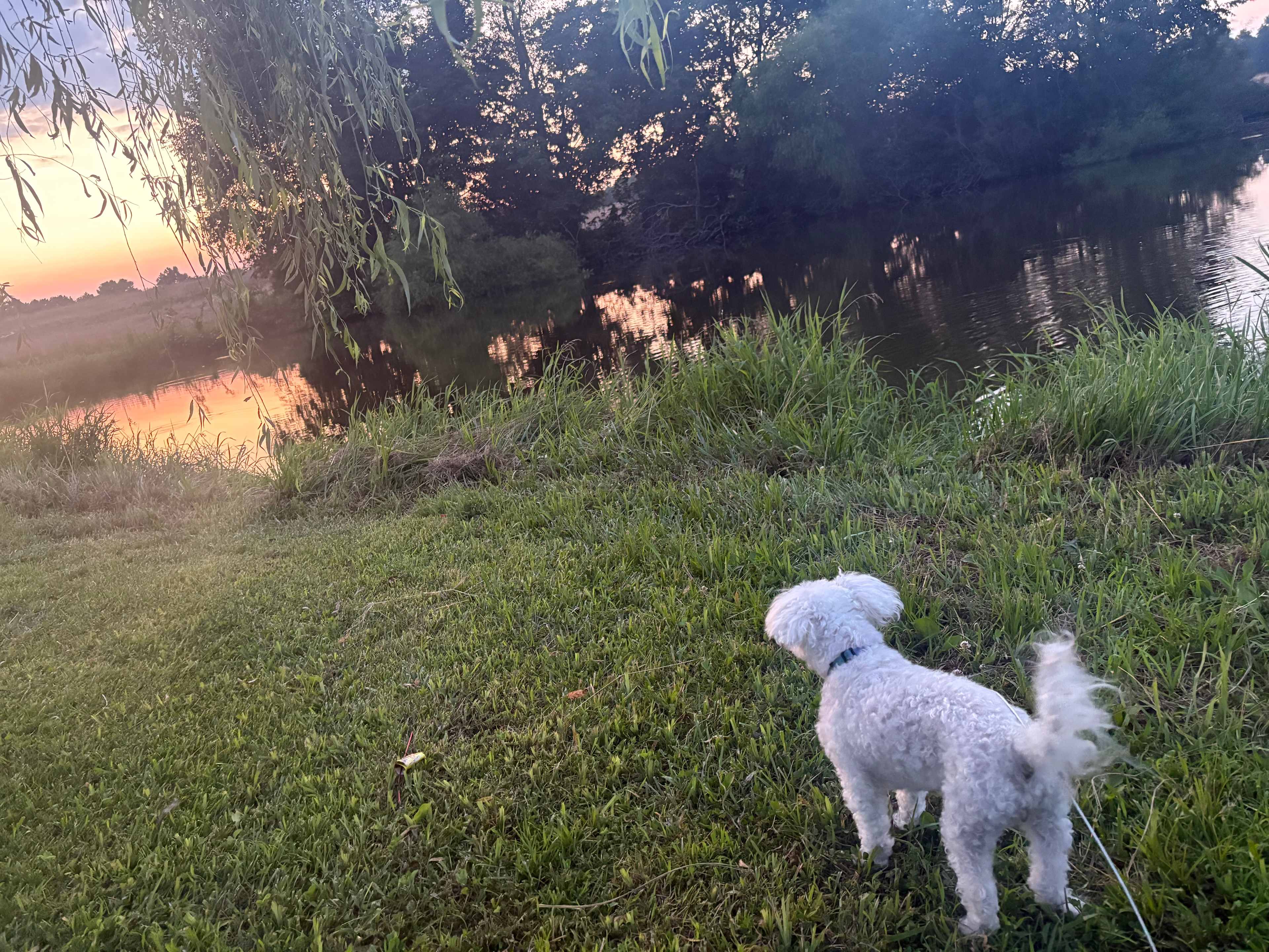 Willow Pond
