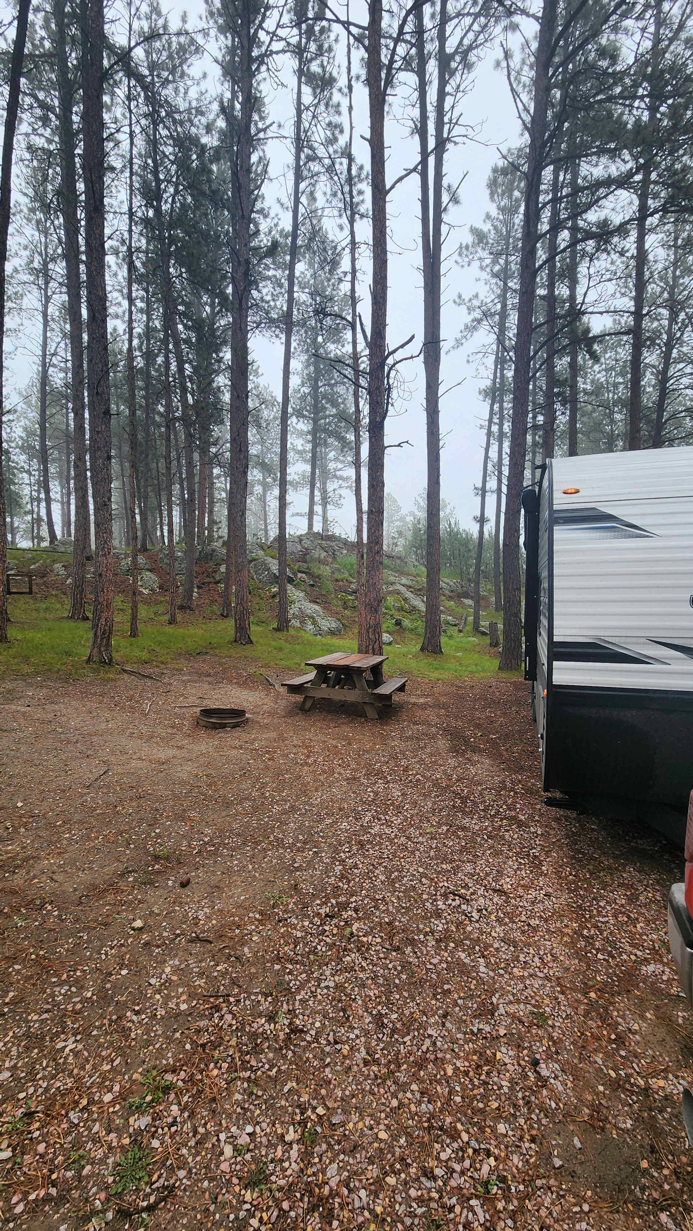 Tent camping near a pine forest