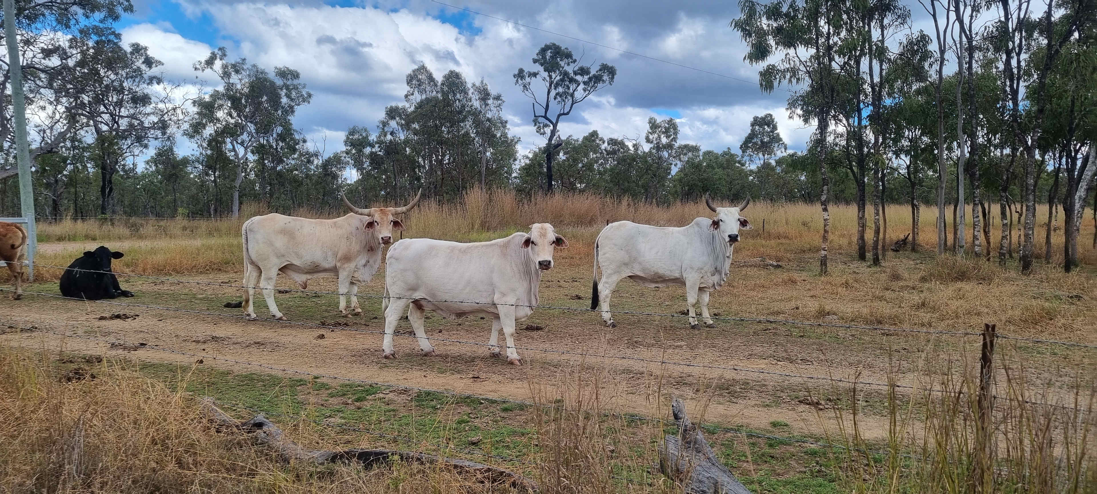 Cattle from the property next door! 