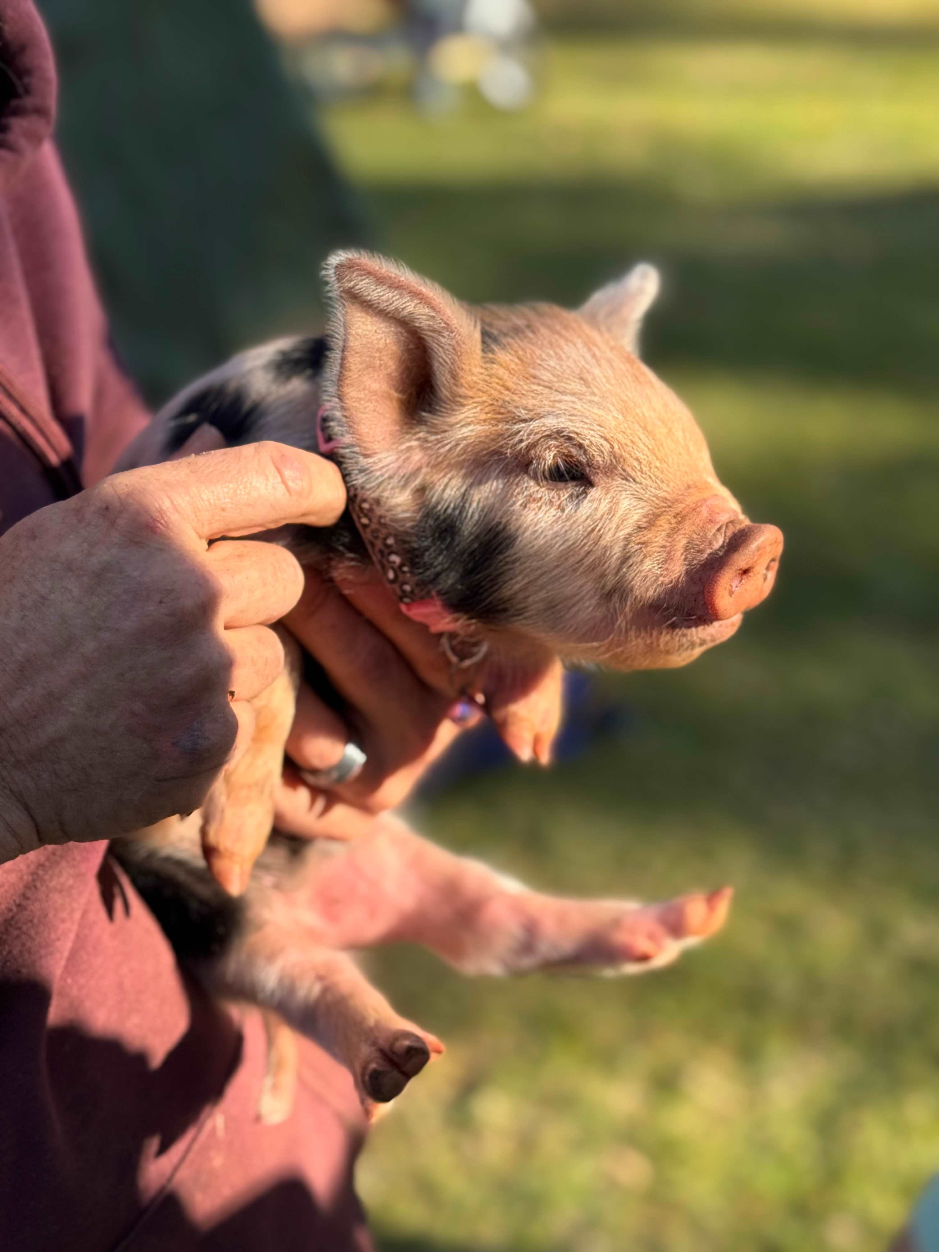 Savvy Creek Farms