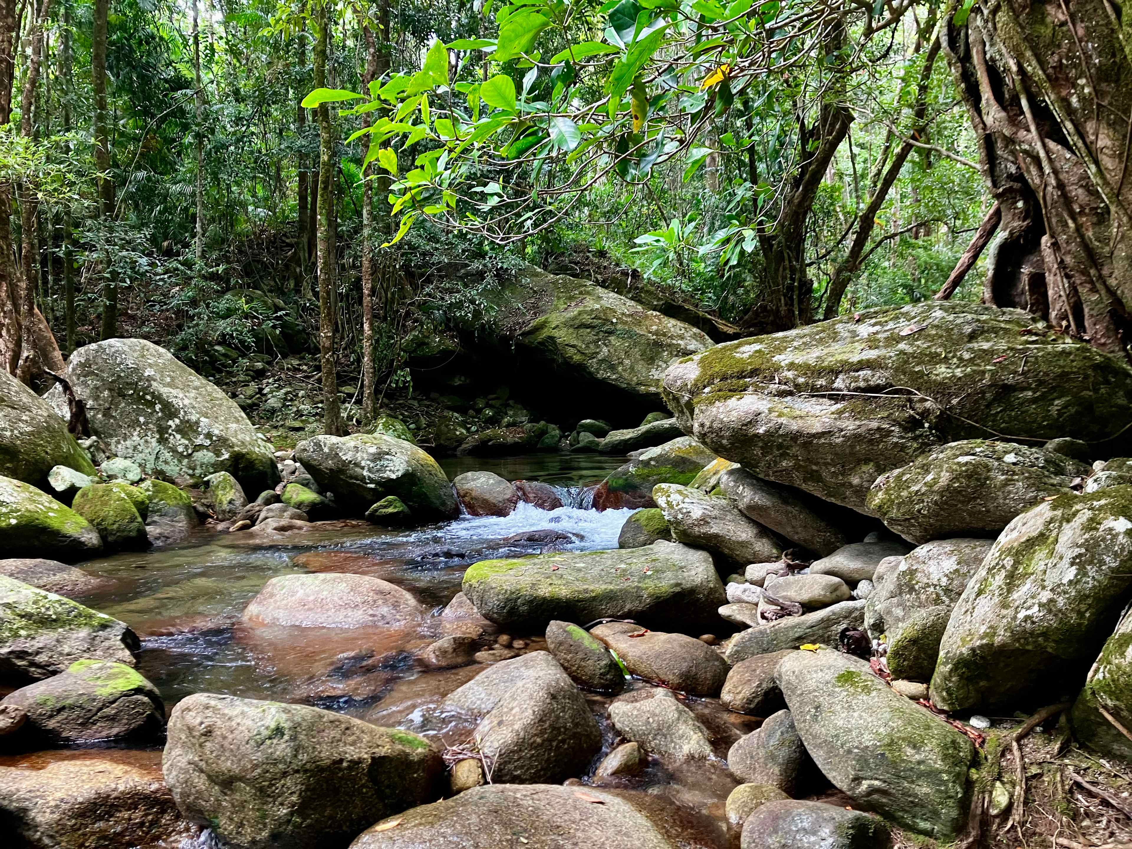 Rainforest Stream Near Cairns