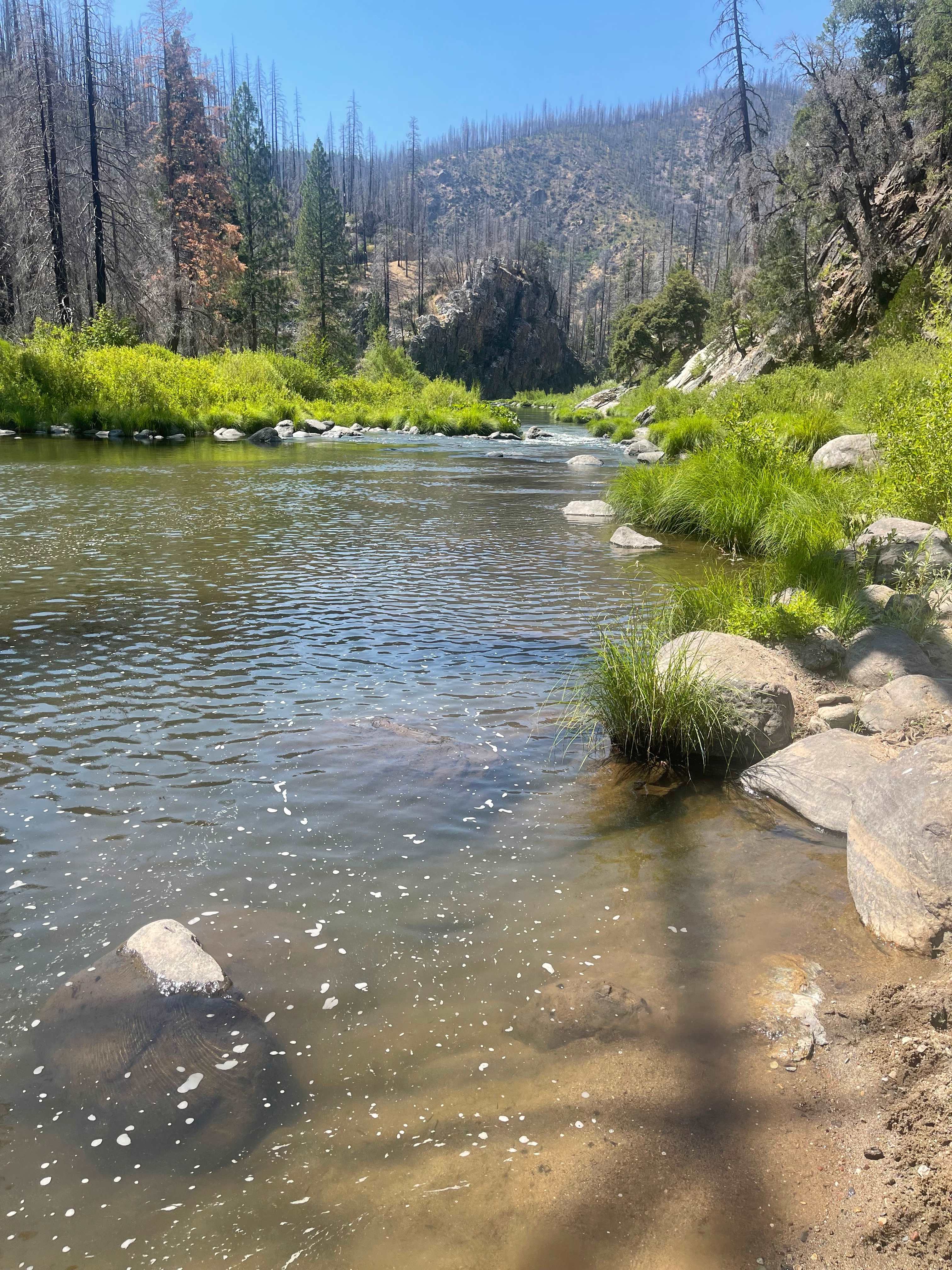 Wild Plumas California