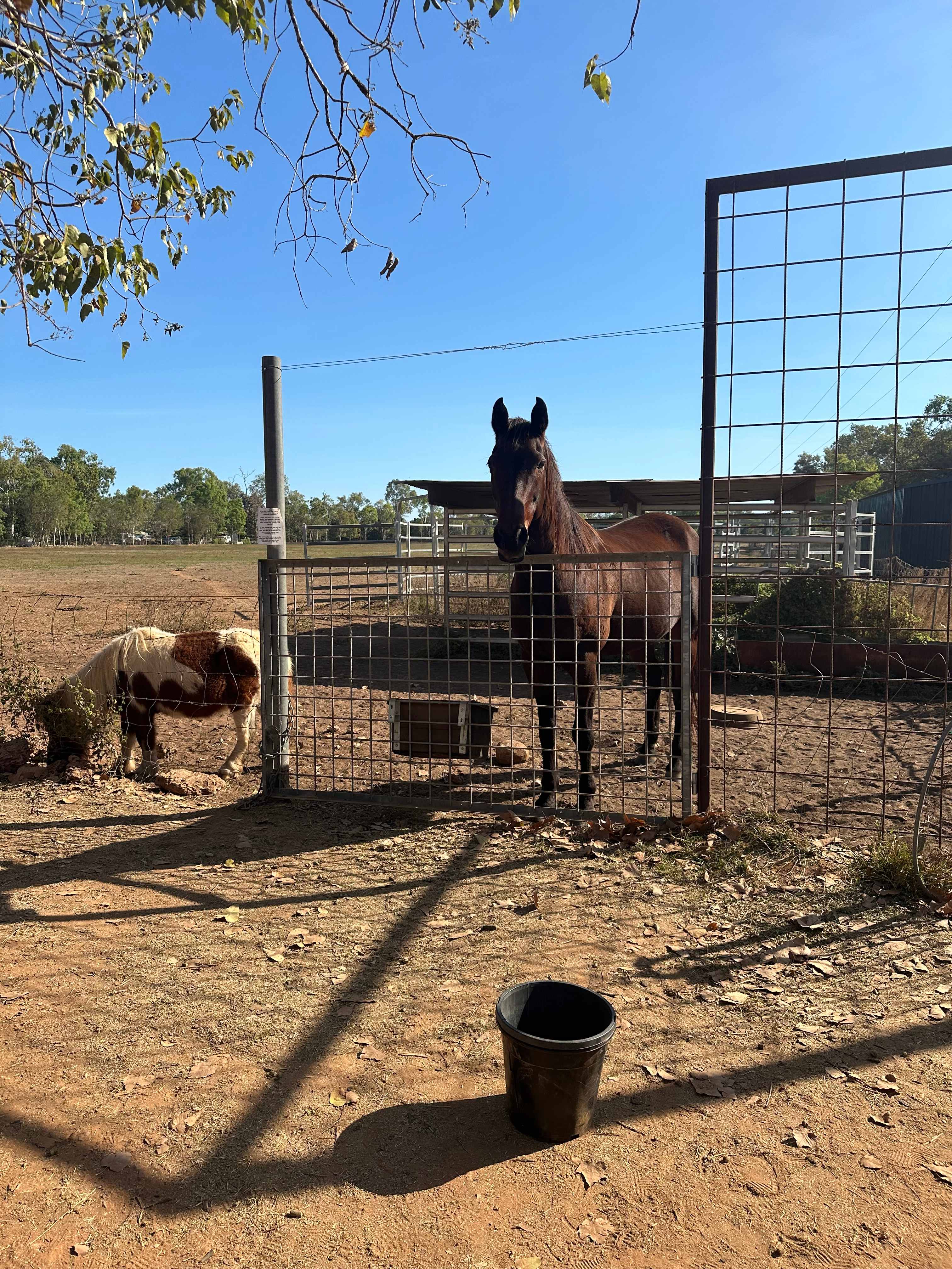 Katherine Farmstay