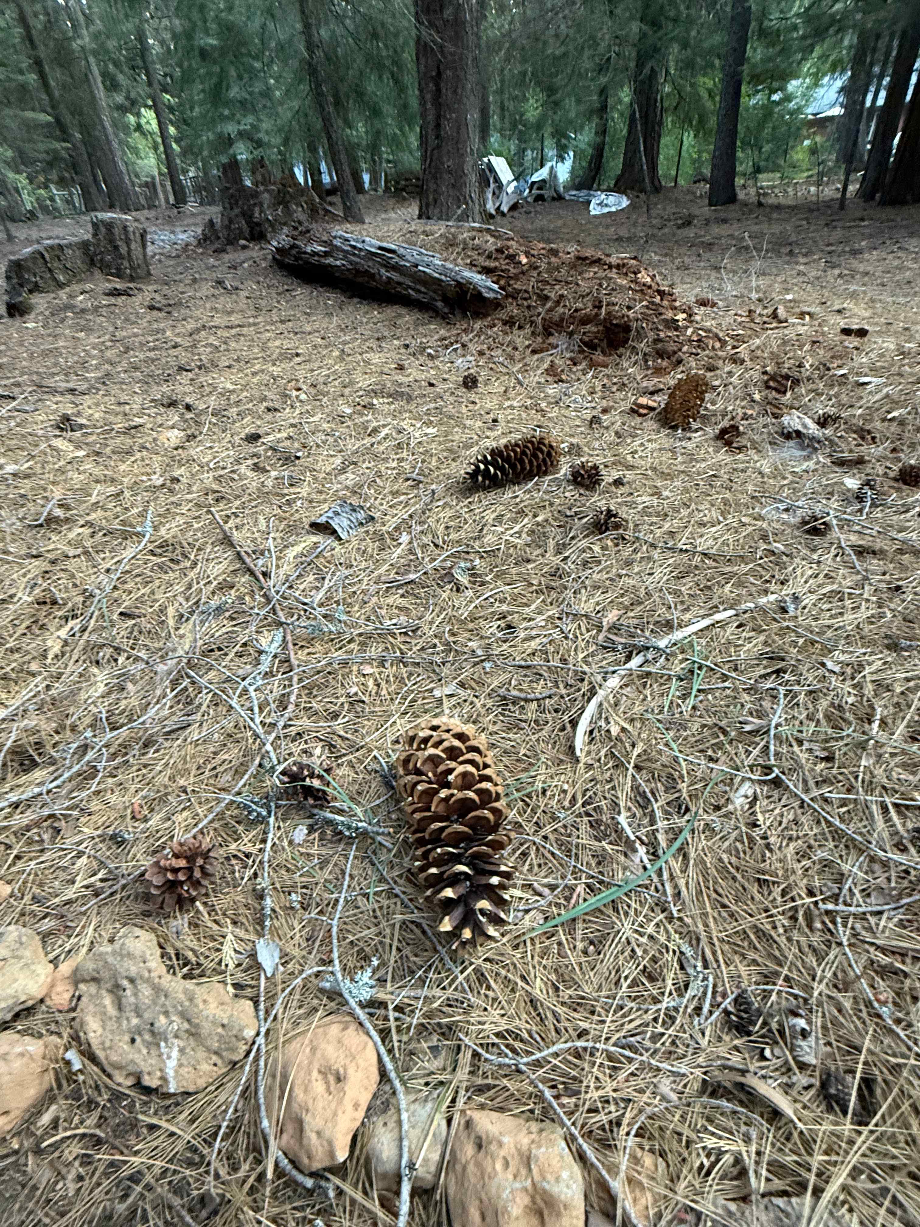 Wow the pinecones are huge.
