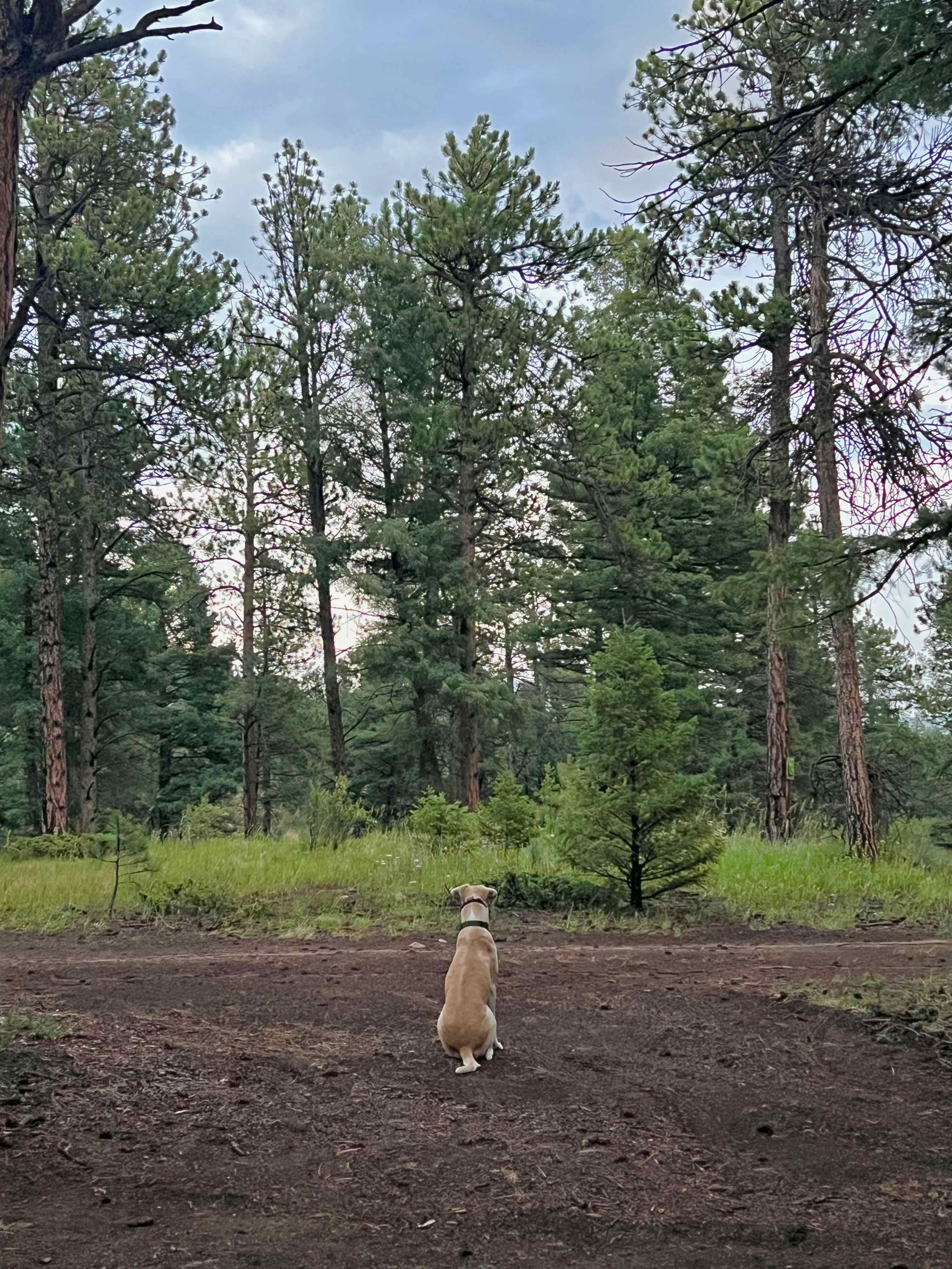 Little Scraggy Camp