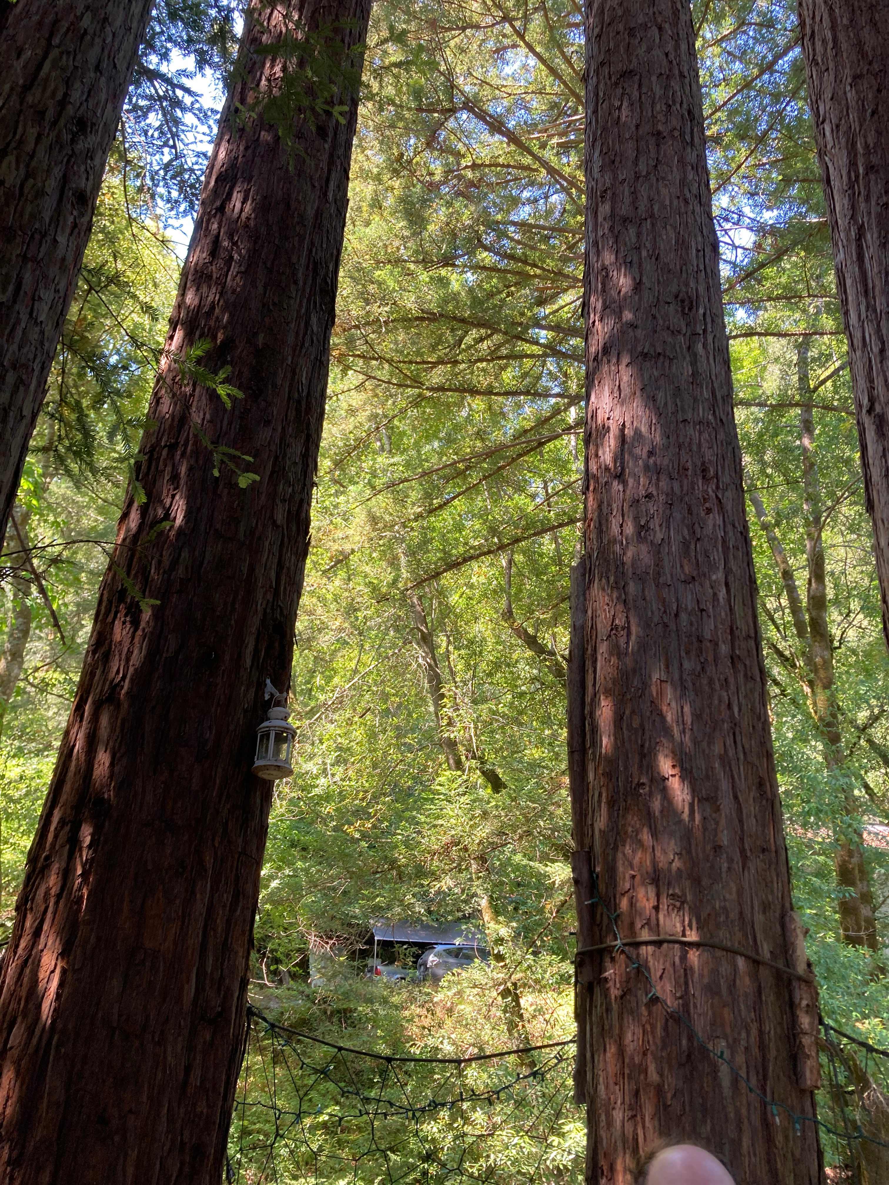 Sleep Up High In A Redwood Tree-net