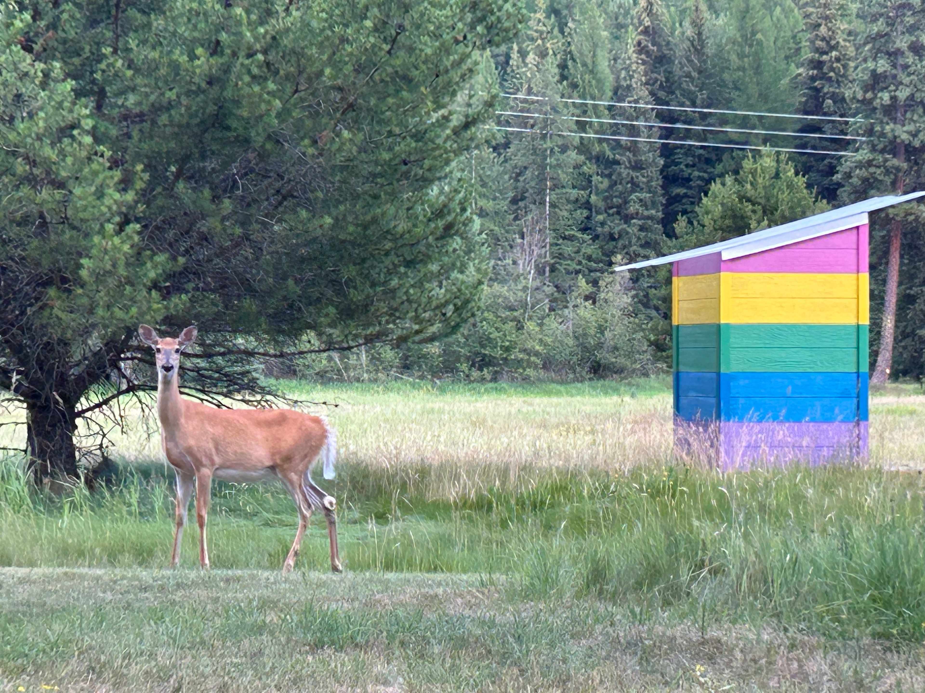 Wild Farm Camp