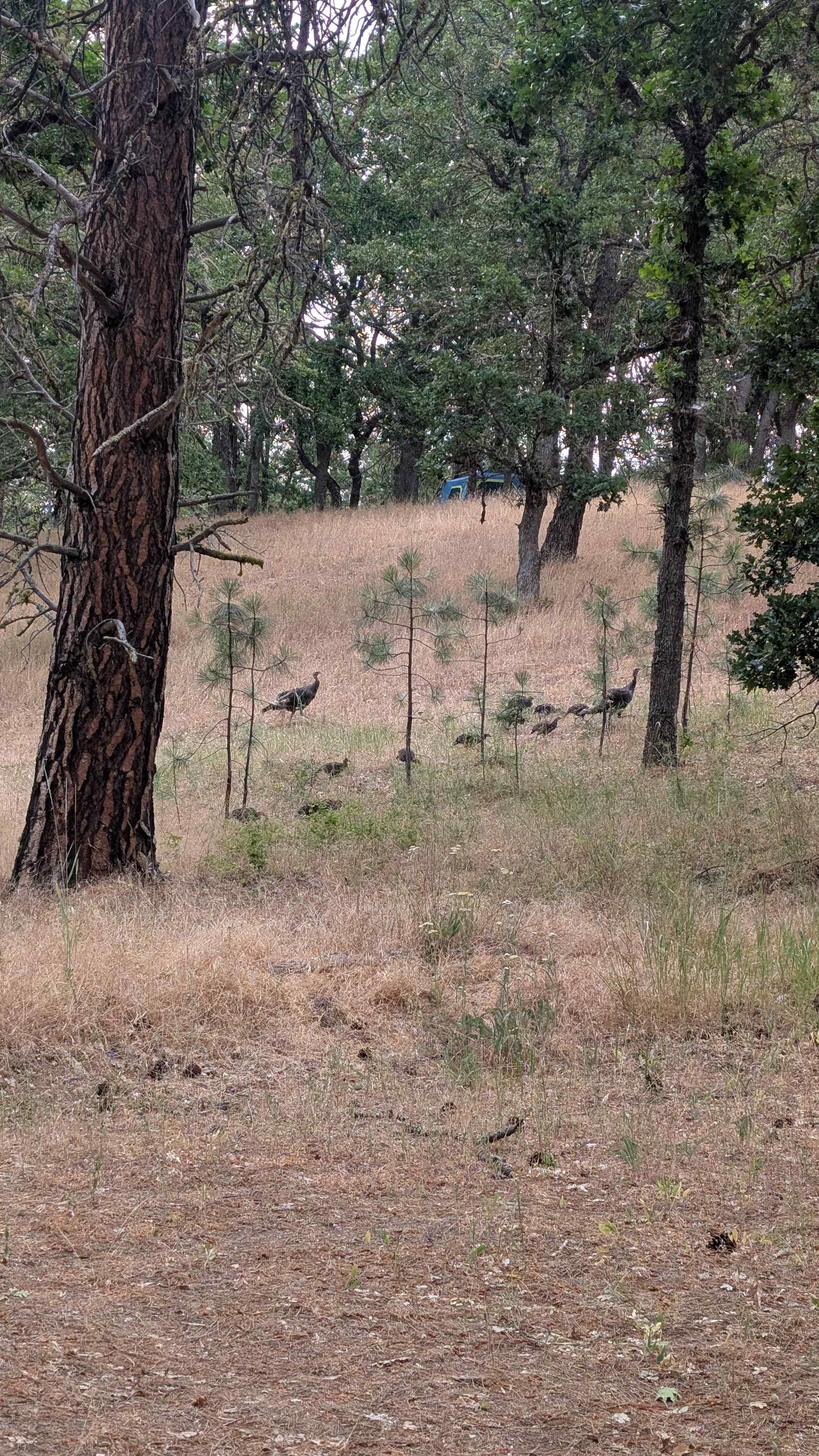 Wild turkey parade