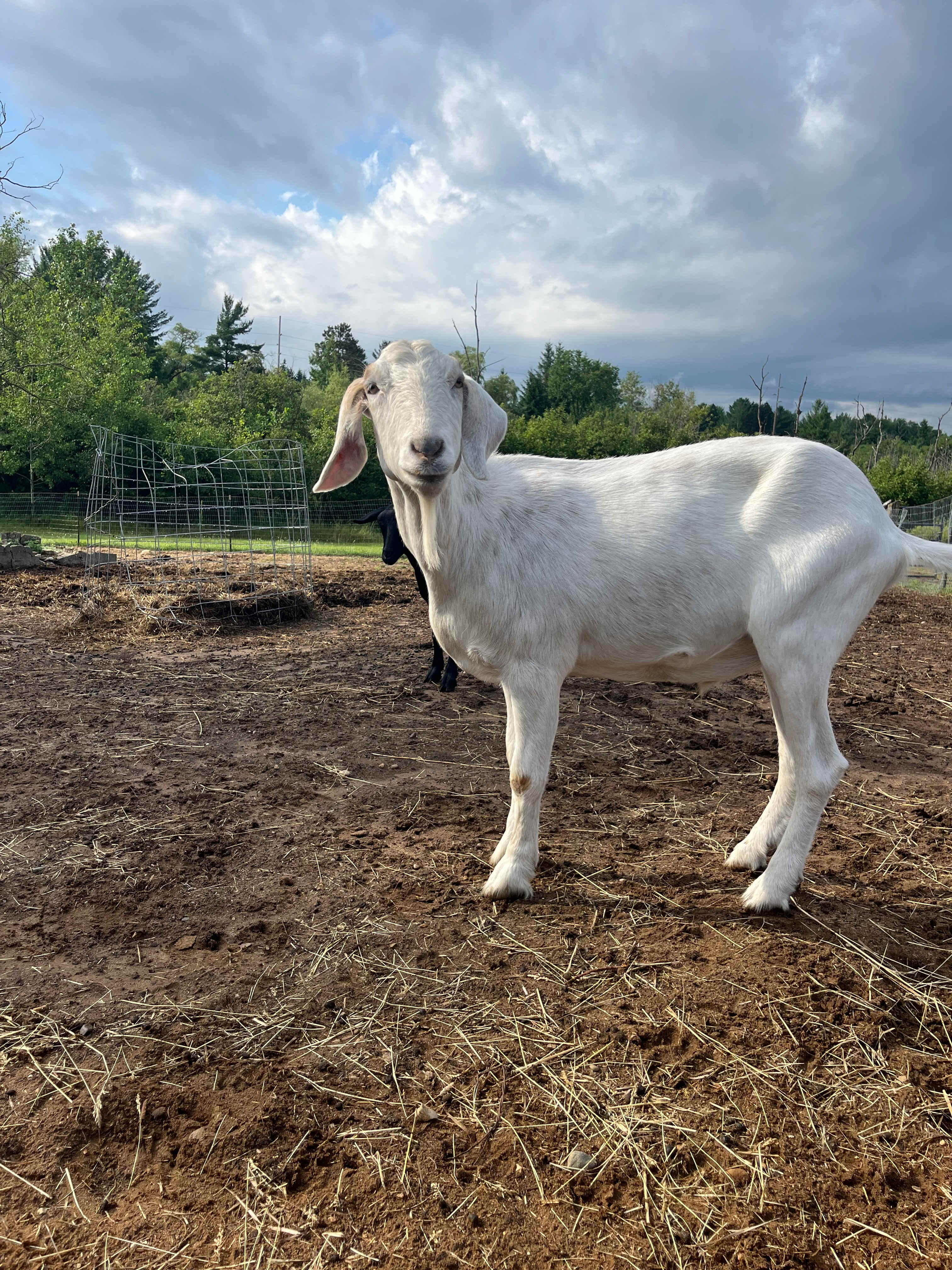 Mossy Creek Farm LLC
