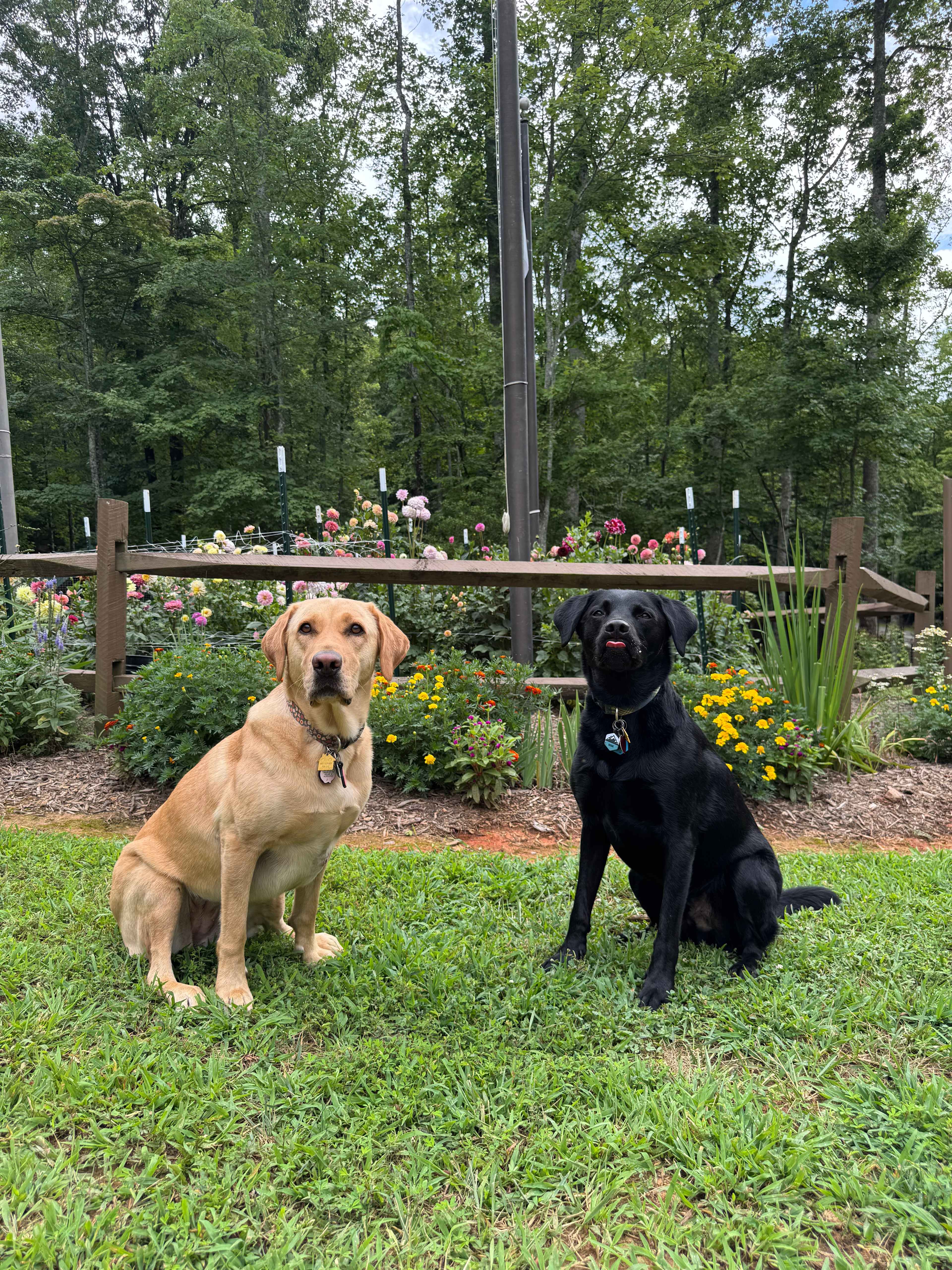 Funny Lab Photo by the Flowers