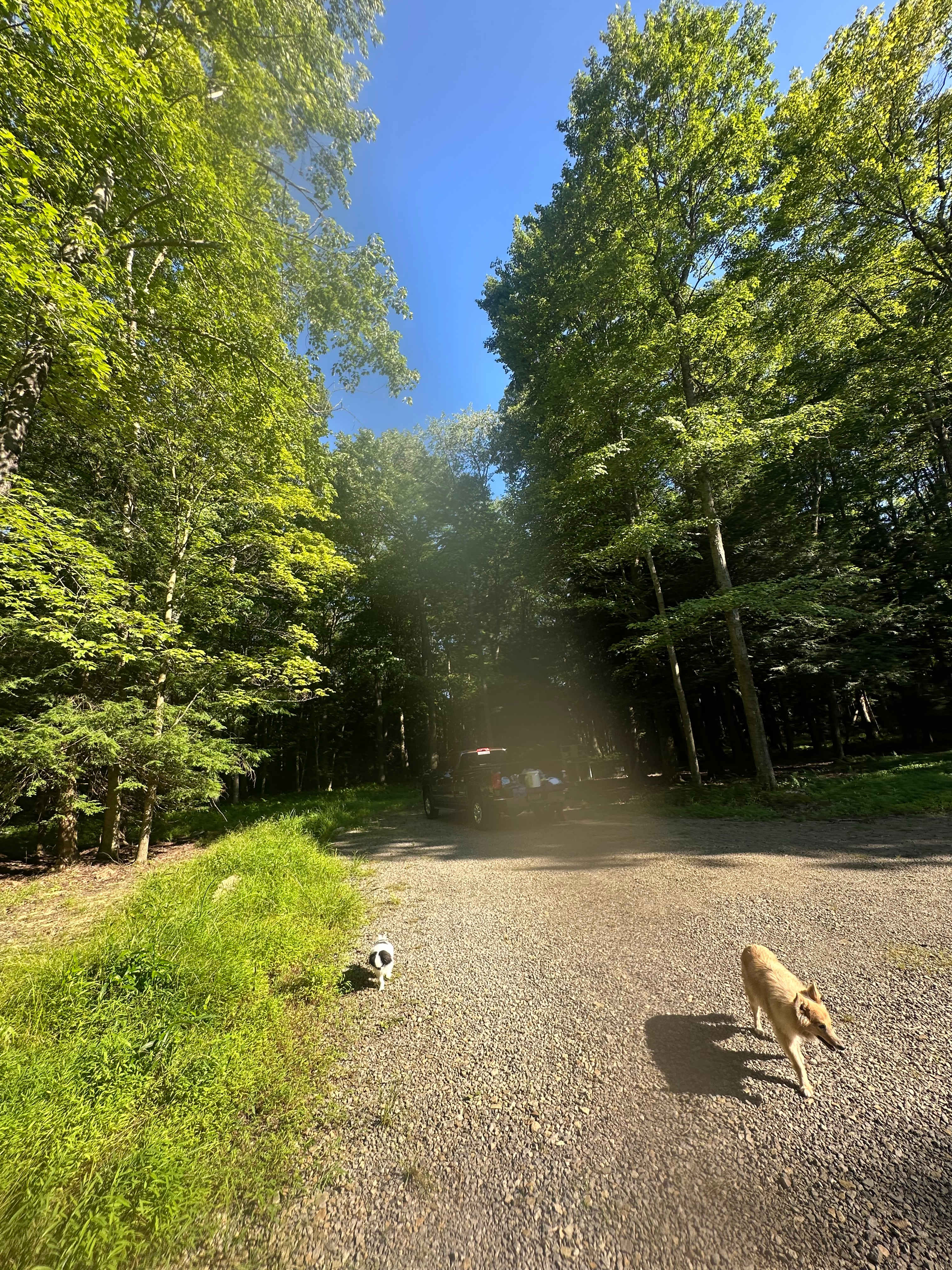 Clear Creek Cook Forest Campsite