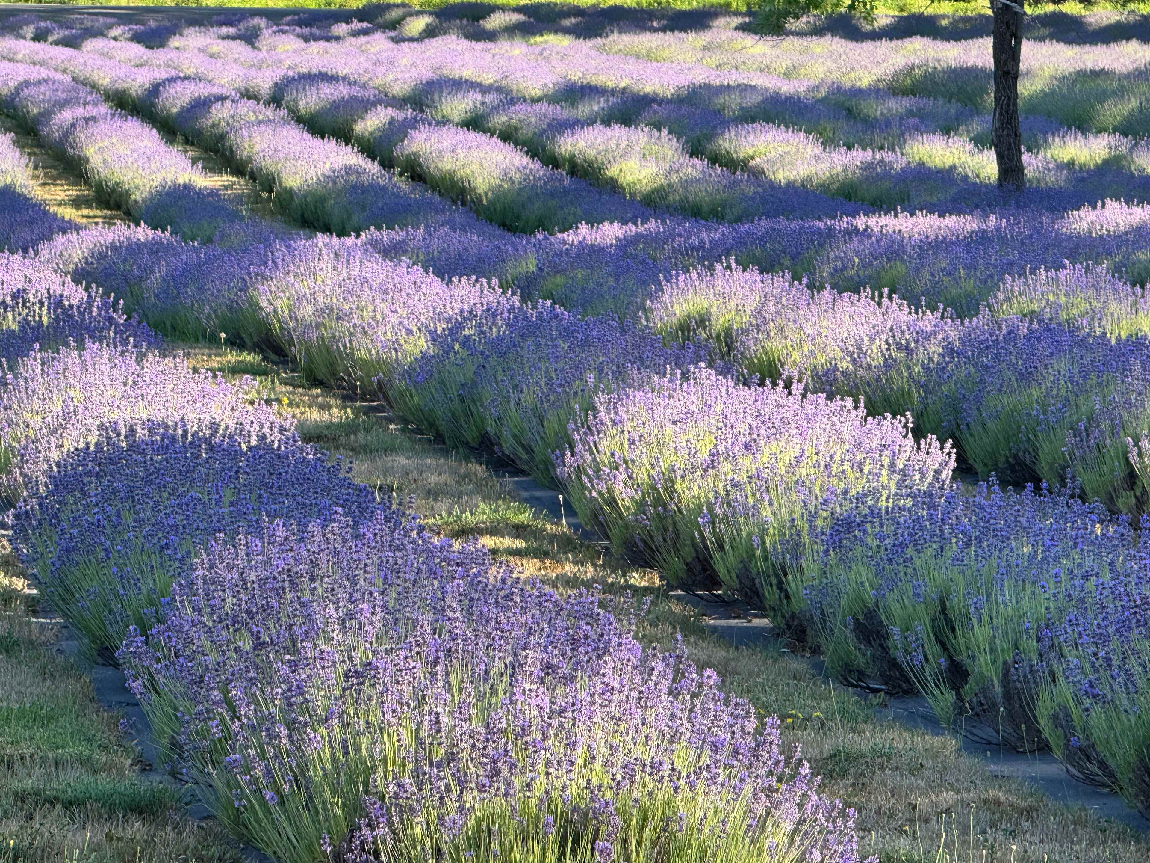 Mountain Lavender Escape